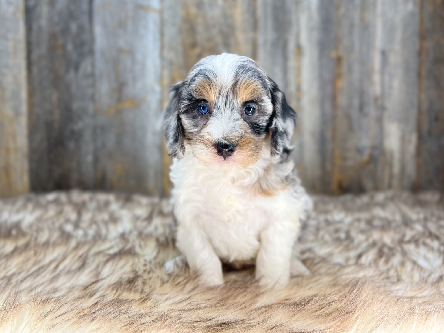 I am just a tiny baby and would love to join your family soon! Of course, you can’t see how cute and curly I will be when I get older, so the Dog Club will send updated photos when I am about 6 to 7 weeks old, if you choose to adopt me. Infant puppy deposits are refundable or transferrable.
