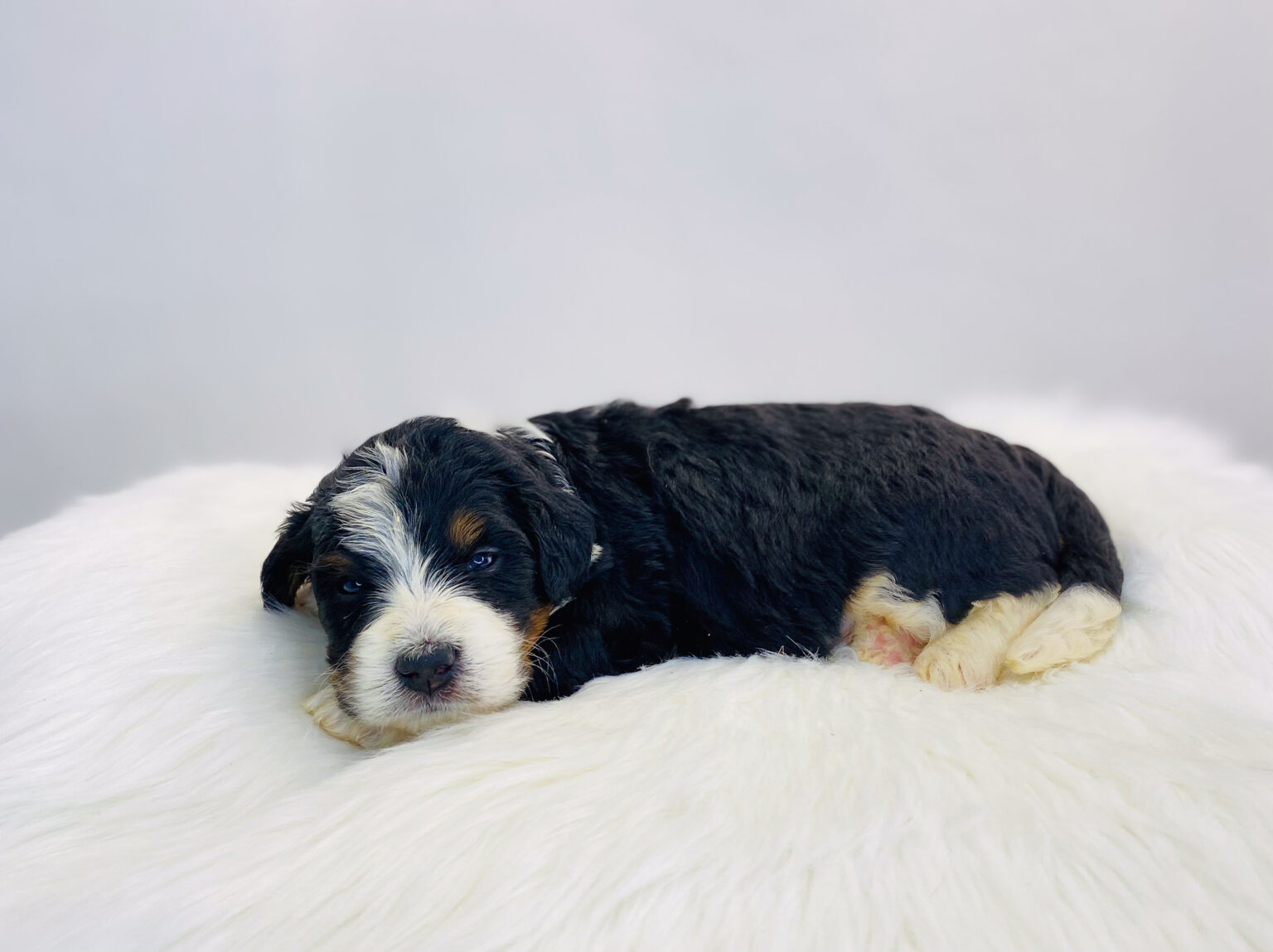 I am just a tiny baby and would love to join your family soon! Of course, you can’t see how cute and curly I will be when I get older, so the Dog Club will send updated photos when I am about 6 to 7 weeks old, if you choose to adopt me. Infant puppy deposits are refundable or transferrable.
