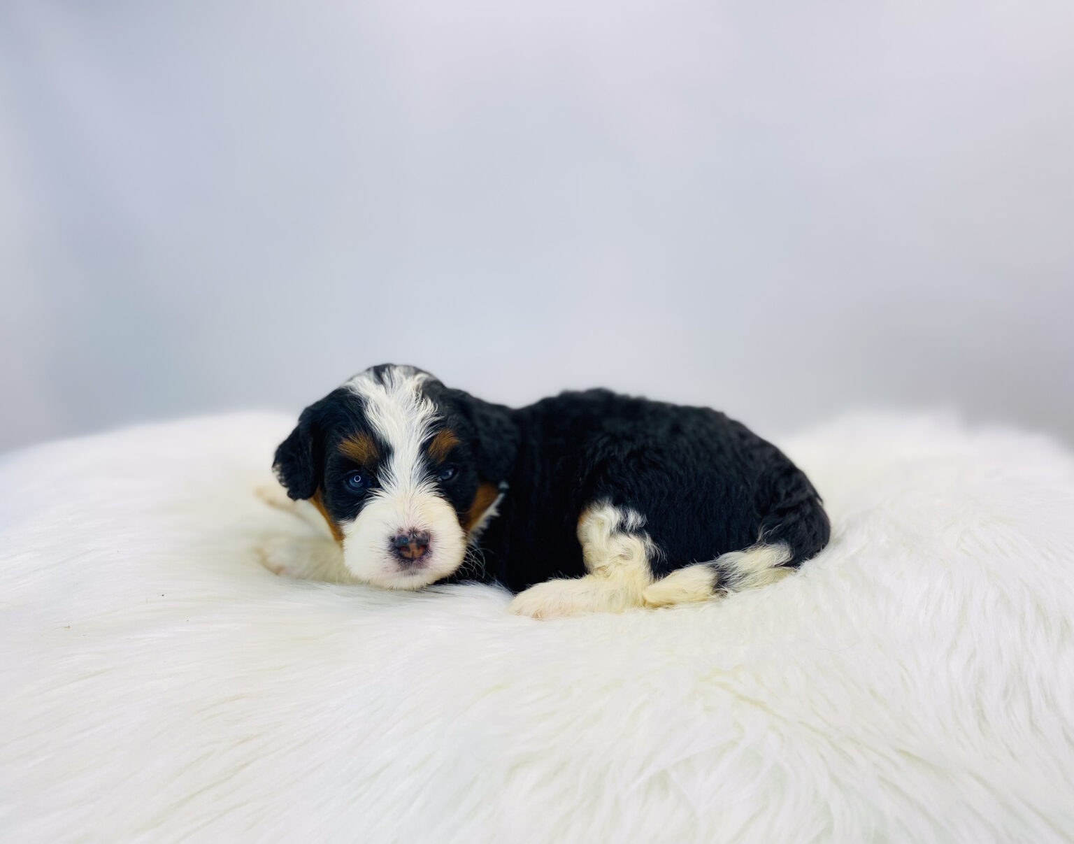 I am just a tiny baby and would love to join your family soon! Of course, you can’t see how cute and curly I will be when I get older, so the Dog Club will send updated photos when I am about 6 to 7 weeks old, if you choose to adopt me. Infant puppy deposits are refundable or transferrable.