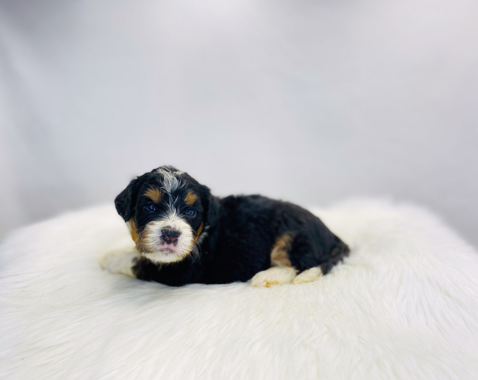 I am just a tiny baby and would love to join your family soon! Of course, you can’t see how cute and curly I will be when I get older, so the Dog Club will send updated photos when I am about 6 to 7 weeks old, if you choose to adopt me. Infant puppy deposits are refundable or transferrable.
