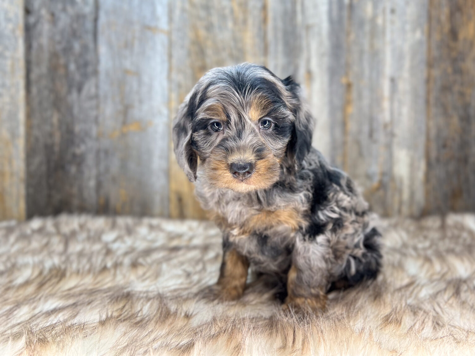 I am just a tiny baby and would love to join your family soon! Of course, you can’t see how cute and curly I will be when I get older, so the Dog Club will send updated photos when I am about 6 to 7 weeks old, if you choose to adopt me. Infant puppy deposits are refundable or transferrable.