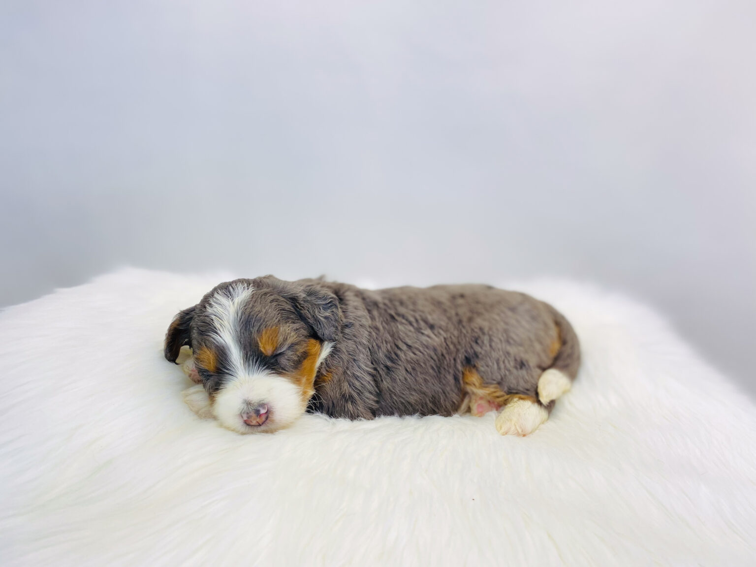 I am just a tiny baby and would love to join your family soon! Of course, you can’t see how cute and curly I will be when I get older, so the Dog Club will send updated photos when I am about 6 to 7 weeks old, if you choose to adopt me. Infant puppy deposits are refundable or transferrable.