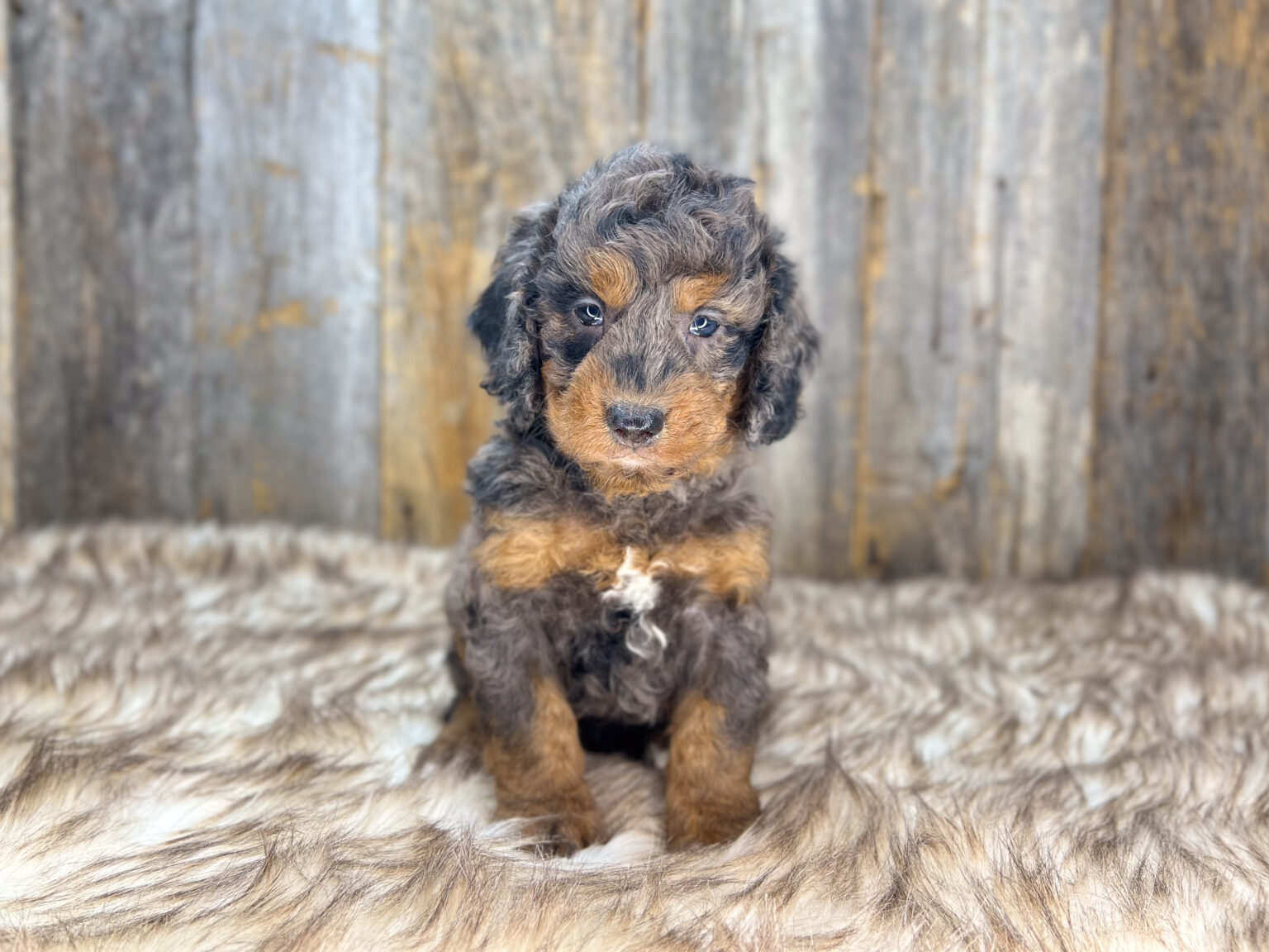 I am just a tiny baby and would love to join your family soon! Of course, you can’t see how cute and curly I will be when I get older, so the Dog Club will send updated photos when I am about 6 to 7 weeks old, if you choose to adopt me. Infant puppy deposits are refundable or transferrable.