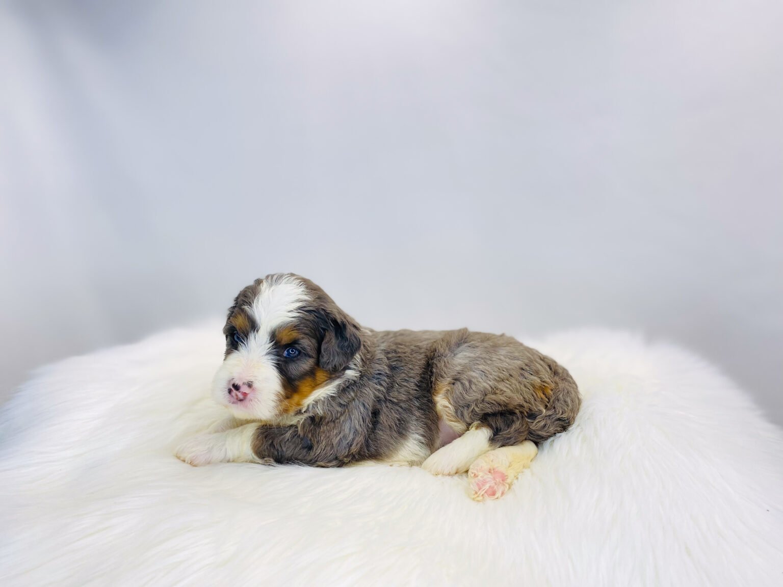 I am just a tiny baby and would love to join your family soon! Of course, you can’t see how cute and curly I will be when I get older, so the Dog Club will send updated photos when I am about 6 to 7 weeks old, if you choose to adopt me. Infant puppy deposits are refundable or transferrable.