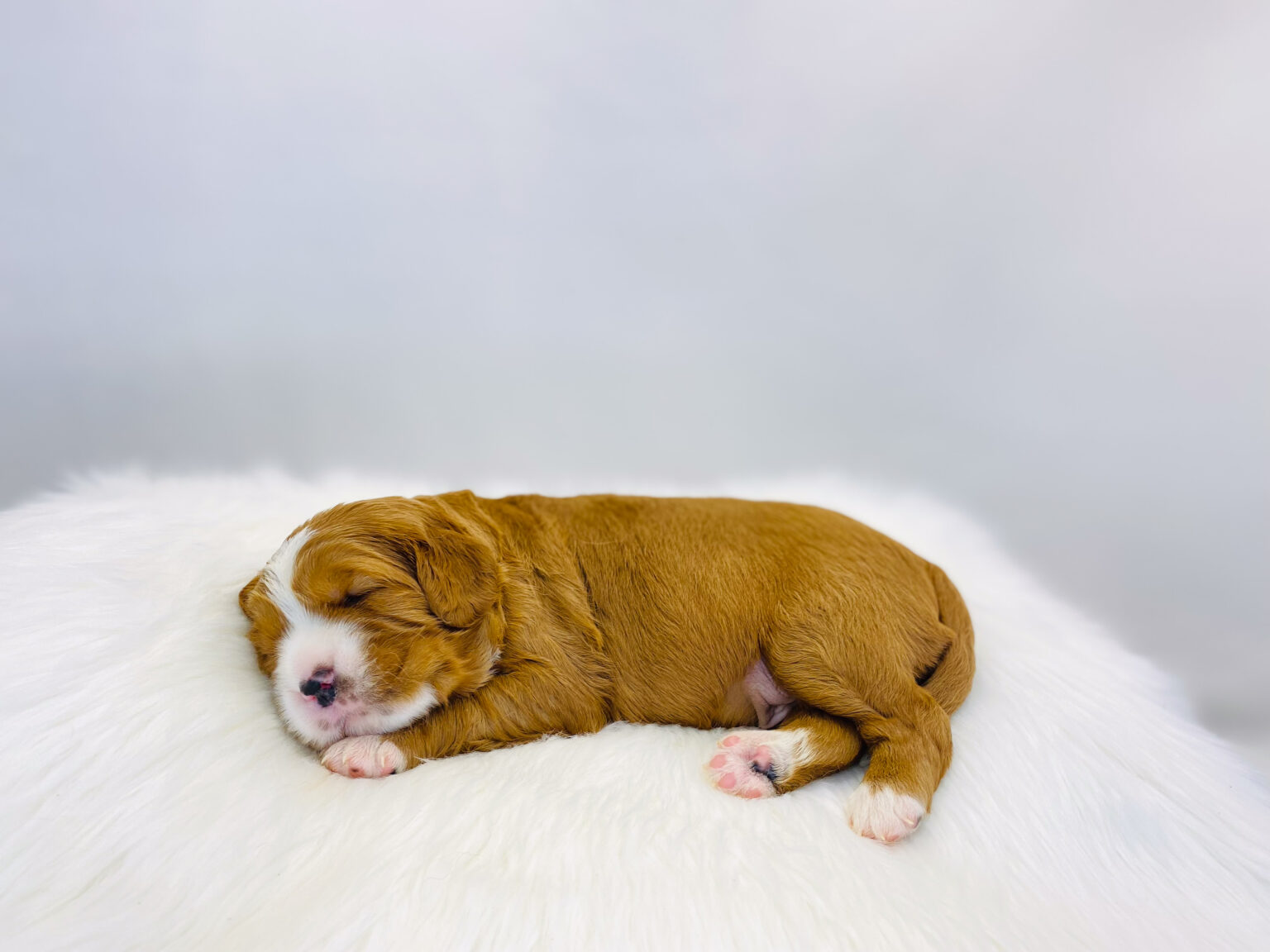 I am just a tiny baby and would love to join your family soon! Of course, you can’t see how cute and curly I will be when I get older, so the Dog Club will send updated photos when I am about 6 to 7 weeks old, if you choose to adopt me. Infant puppy deposits are refundable or transferrable.