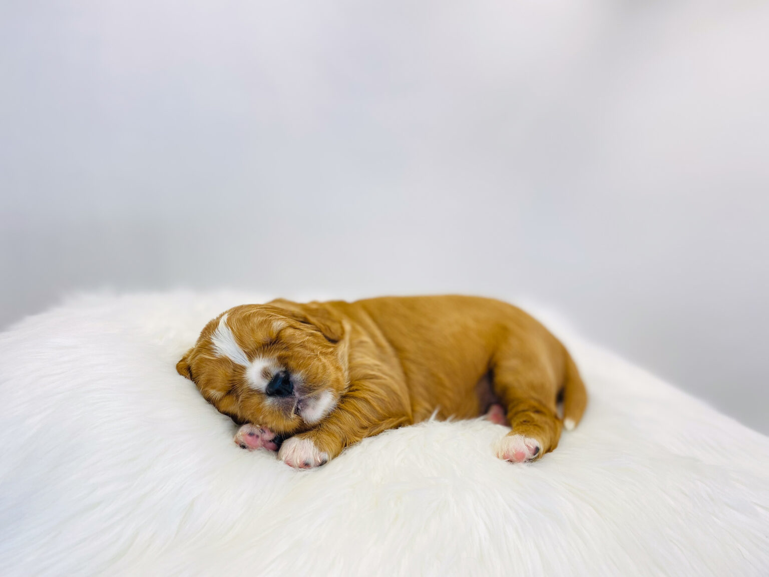 I am just a tiny baby and would love to join your family soon! Of course, you can’t see how cute and curly I will be when I get older, so the Dog Club will send updated photos when I am about 6 to 7 weeks old, if you choose to adopt me. Infant puppy deposits are refundable or transferrable.