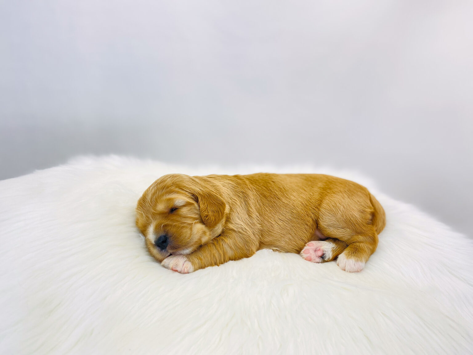 I am just a tiny baby and would love to join your family soon! Of course, you can’t see how cute and curly I will be when I get older, so the Dog Club will send updated photos when I am about 6 to 7 weeks old, if you choose to adopt me. Infant puppy deposits are refundable or transferrable.