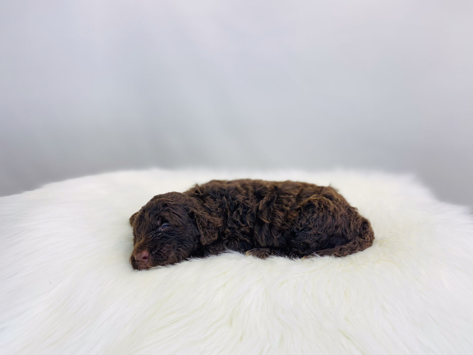 I am just a tiny baby and would love to join your family soon! Of course, you can’t see how cute and curly I will be when I get older, so the Dog Club will send updated photos when I am about 6 to 7 weeks old, if you choose to adopt me. Infant puppy deposits are refundable or transferrable.