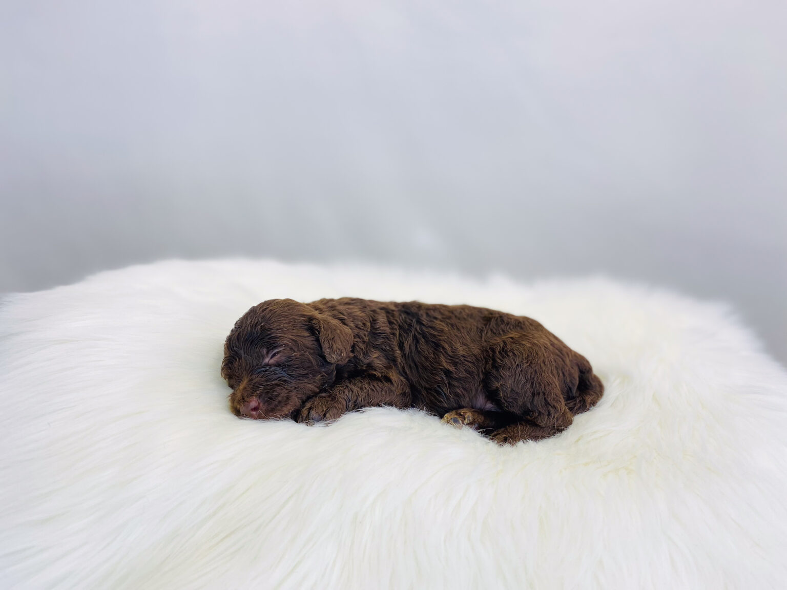 I am just a tiny baby and would love to join your family soon! Of course, you can’t see how cute and curly I will be when I get older, so the Dog Club will send updated photos when I am about 6 to 7 weeks old, if you choose to adopt me. Infant puppy deposits are refundable or transferrable.