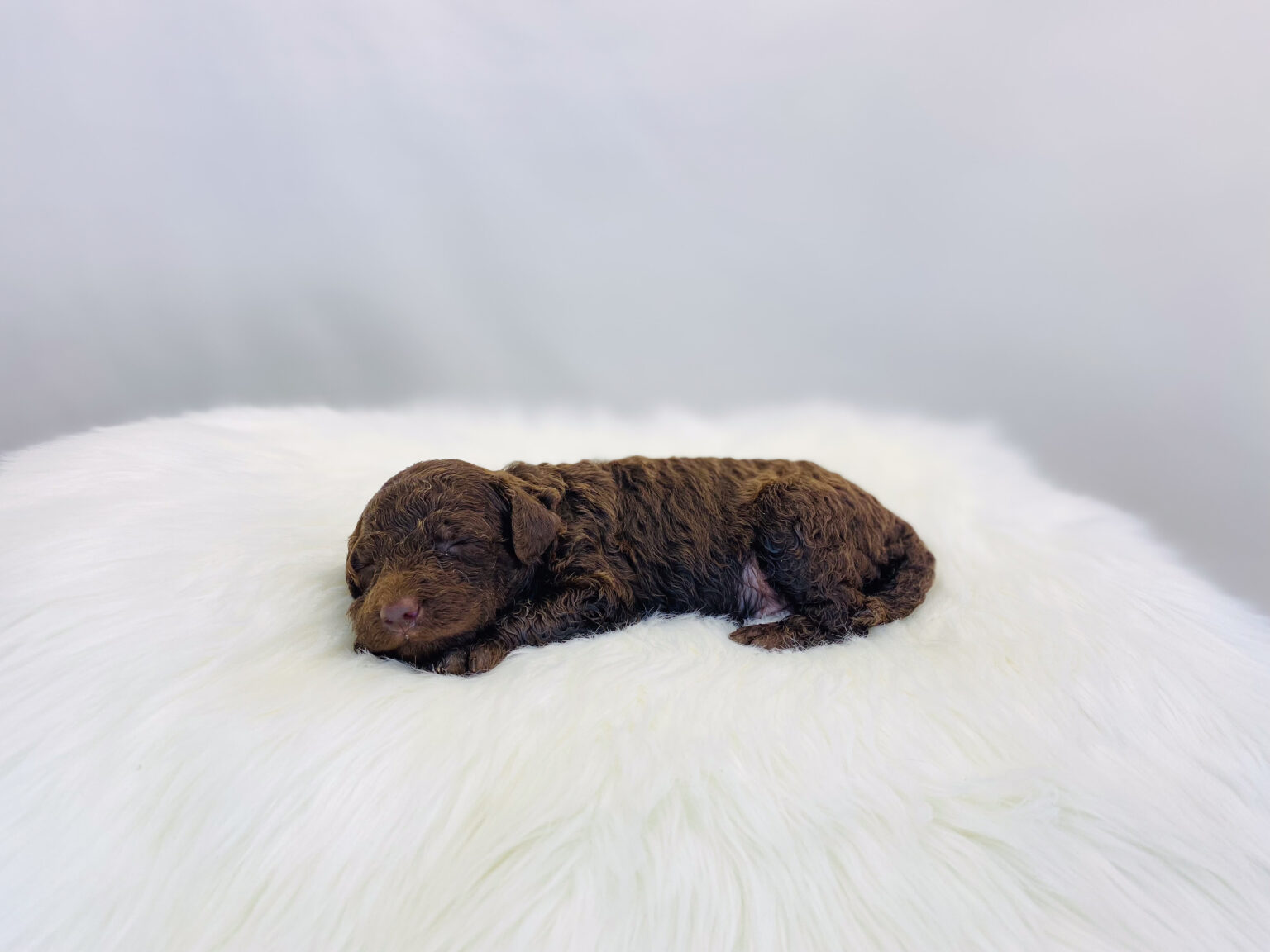 I am just a tiny baby and would love to join your family soon! Of course, you can’t see how cute and curly I will be when I get older, so the Dog Club will send updated photos when I am about 6 to 7 weeks old, if you choose to adopt me. Infant puppy deposits are refundable or transferrable.