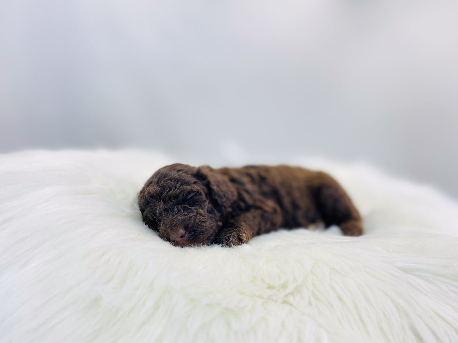 I am just a tiny baby and would love to join your family soon! Of course, you can’t see how cute and curly I will be when I get older, so the Dog Club will send updated photos when I am about 6 to 7 weeks old, if you choose to adopt me. Infant puppy deposits are refundable or transferrable.
