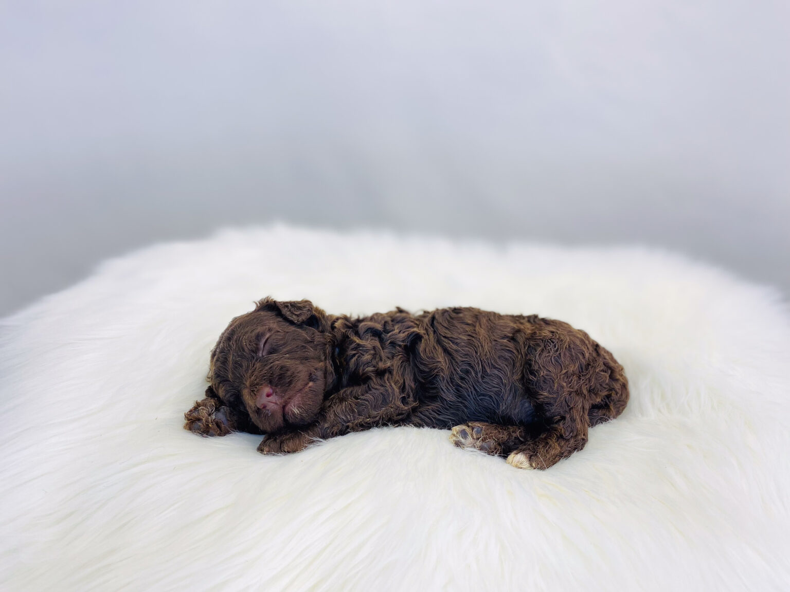 I am just a tiny baby and would love to join your family soon! Of course, you can’t see how cute and curly I will be when I get older, so the Dog Club will send updated photos when I am about 6 to 7 weeks old, if you choose to adopt me. Infant puppy deposits are refundable or transferrable.