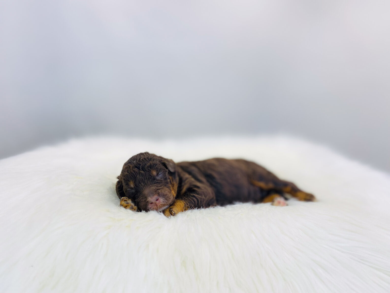 I am just a tiny baby and would love to join your family soon! Of course, you can’t see how cute and curly I will be when I get older, so the Dog Club will send updated photos when I am about 6 to 7 weeks old, if you choose to adopt me. Infant puppy deposits are refundable or transferrable.