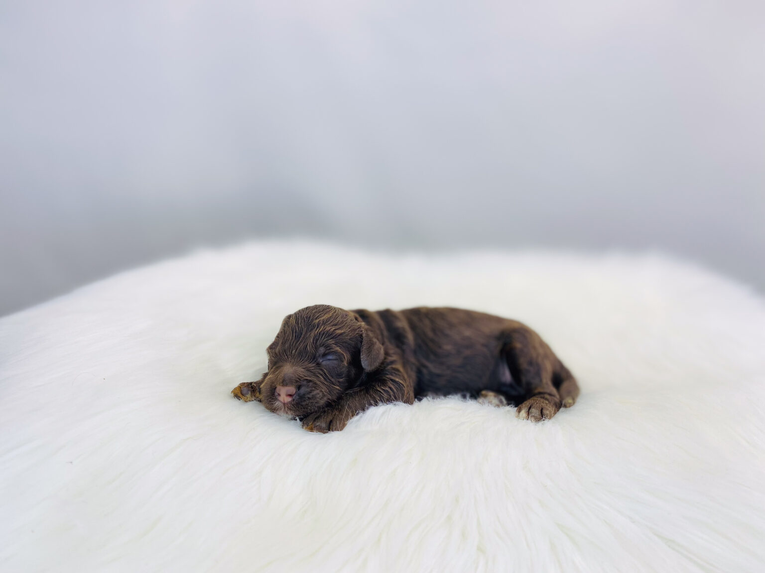 I am just a tiny baby and would love to join your family soon! Of course, you can’t see how cute and curly I will be when I get older, so the Dog Club will send updated photos when I am about 6 to 7 weeks old, if you choose to adopt me. Infant puppy deposits are refundable or transferrable.