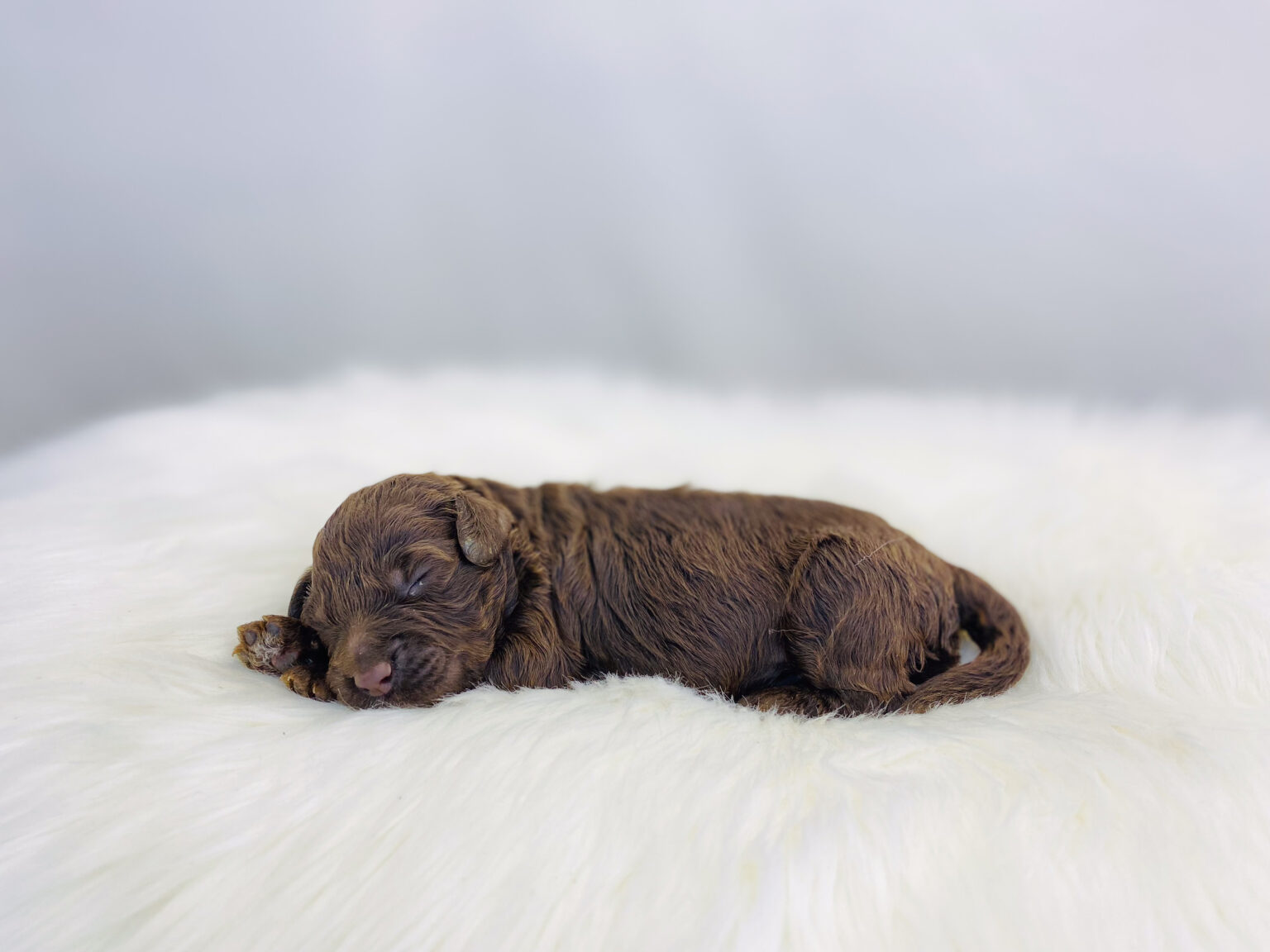 I am just a tiny baby and would love to join your family soon! Of course, you can’t see how cute and curly I will be when I get older, so the Dog Club will send updated photos when I am about 6 to 7 weeks old, if you choose to adopt me. Infant puppy deposits are refundable or transferrable.