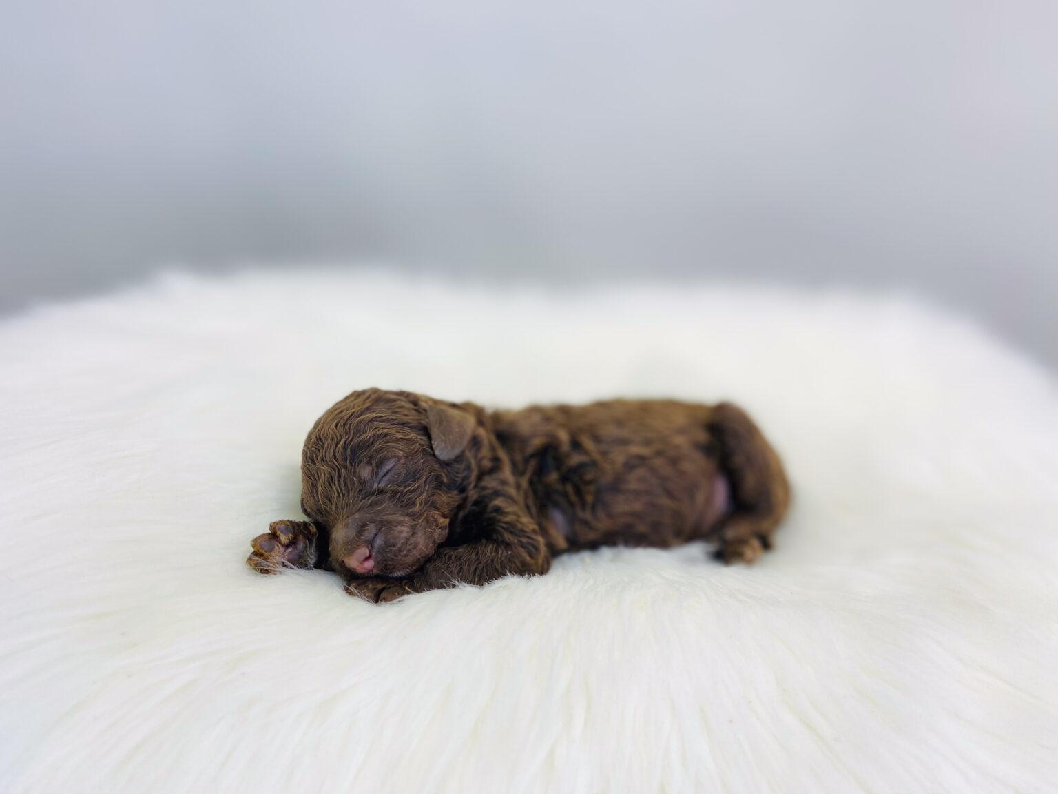 I am just a tiny baby and would love to join your family soon! Of course, you can’t see how cute and curly I will be when I get older, so the Dog Club will send updated photos when I am about 6 to 7 weeks old, if you choose to adopt me. Infant puppy deposits are refundable or transferrable.