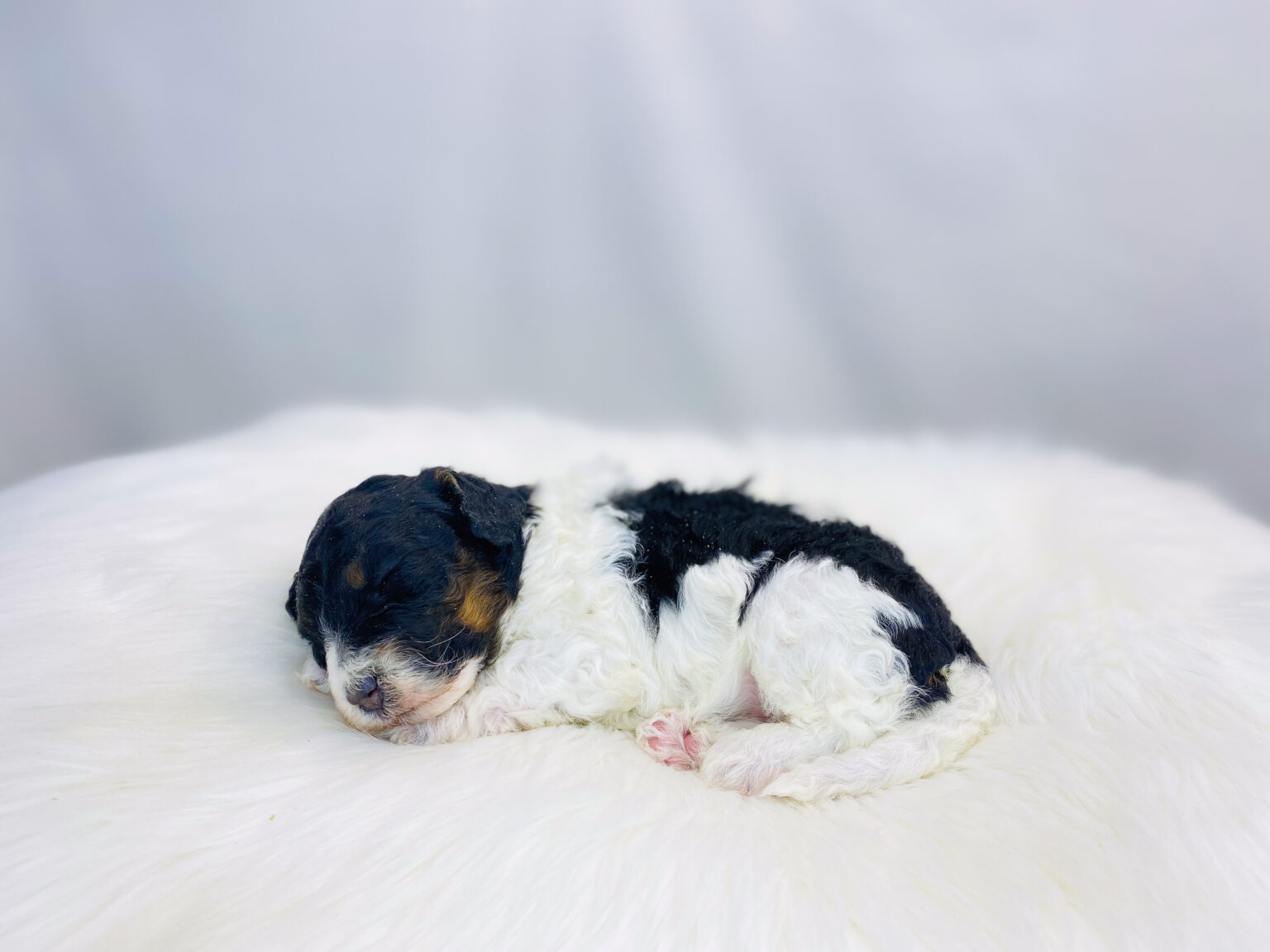 I am just a tiny baby and would love to join your family soon! Of course, you can’t see how cute and curly I will be when I get older, so the Dog Club will send updated photos when I am about 6 to 7 weeks old, if you choose to adopt me. Infant puppy deposits are refundable or transferrable.