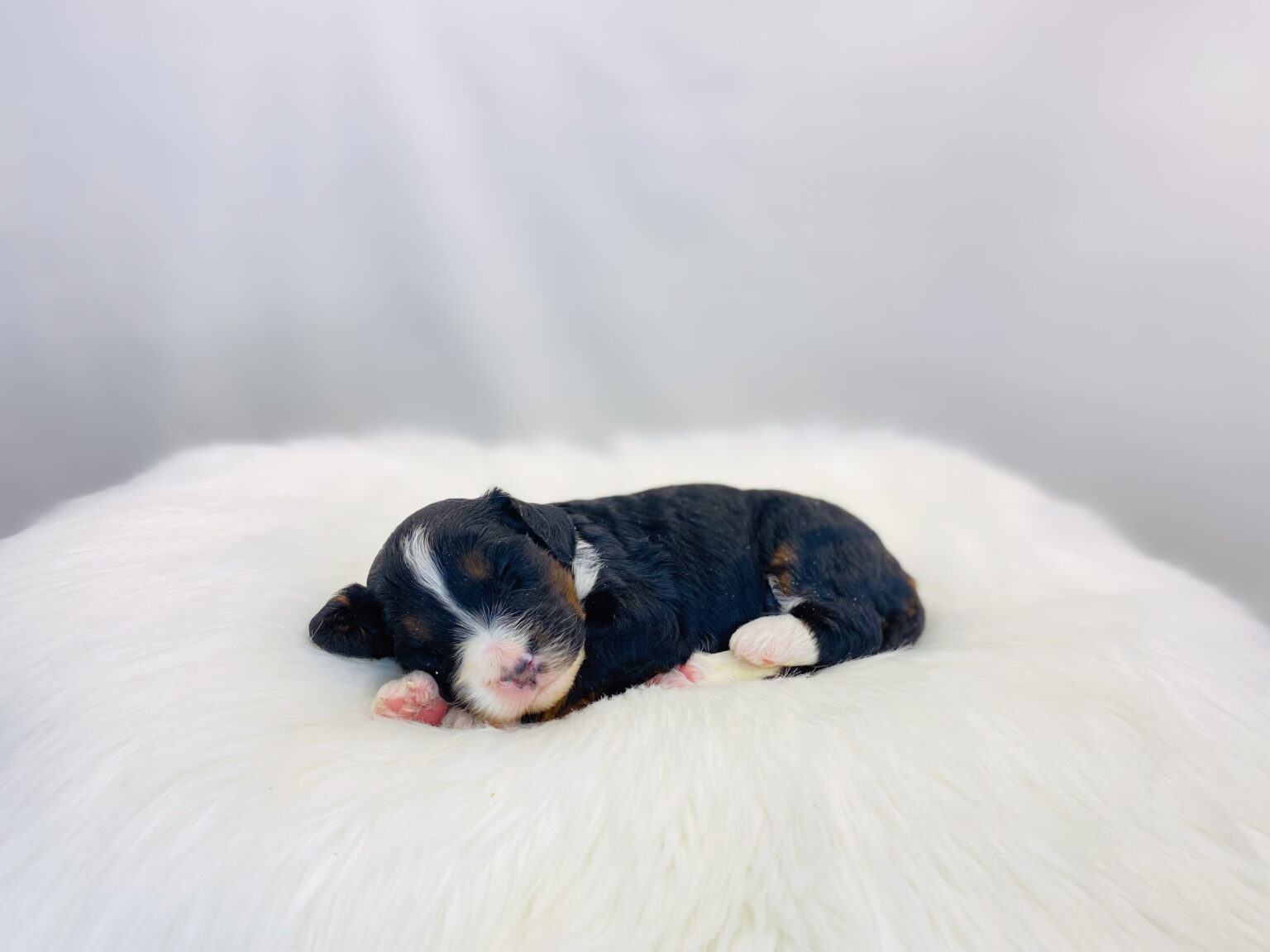 I am just a tiny baby and would love to join your family soon! Of course, you can’t see how cute and curly I will be when I get older, so the Dog Club will send updated photos when I am about 6 to 7 weeks old, if you choose to adopt me. Infant puppy deposits are refundable or transferrable.