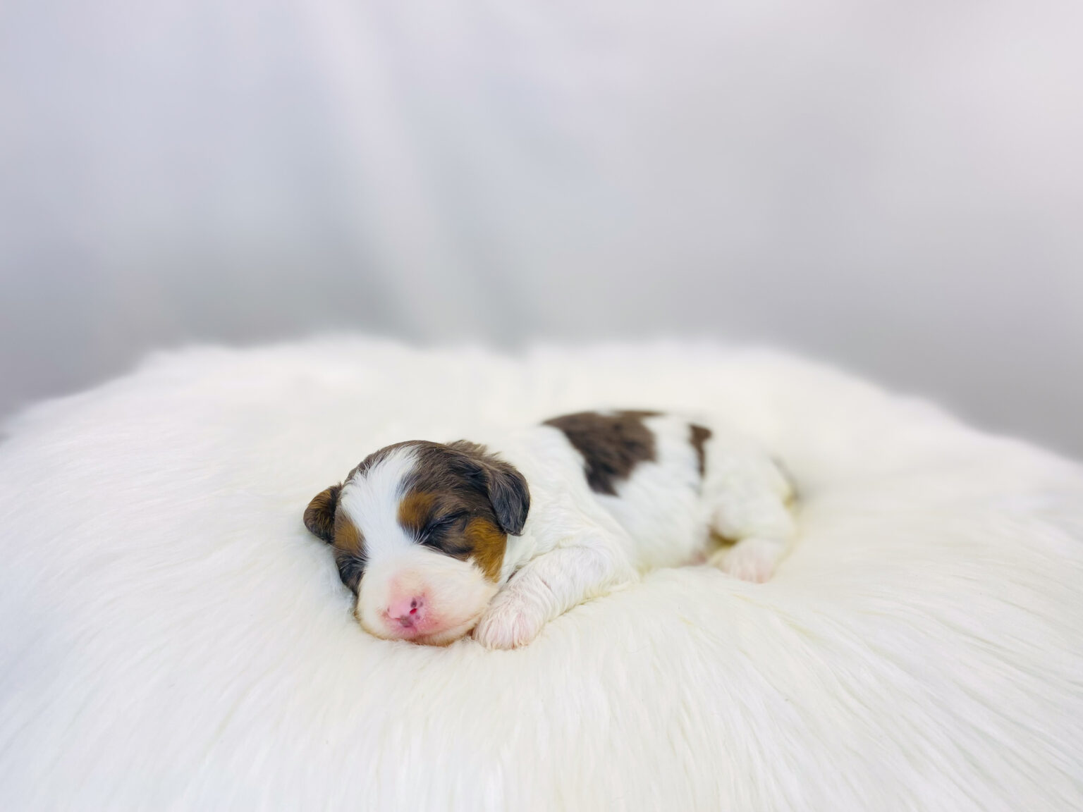 I am just a tiny baby and would love to join your family soon! Of course, you can’t see how cute and curly I will be when I get older, so the Dog Club will send updated photos when I am about 6 to 7 weeks old, if you choose to adopt me. Infant puppy deposits are refundable or transferrable.