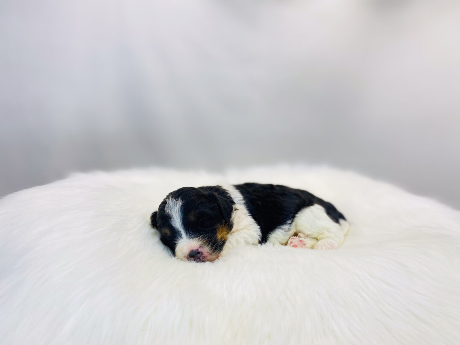 I am just a tiny baby and would love to join your family soon! Of course, you can’t see how cute and curly I will be when I get older, so the Dog Club will send updated photos when I am about 6 to 7 weeks old, if you choose to adopt me. Infant puppy deposits are refundable or transferrable.