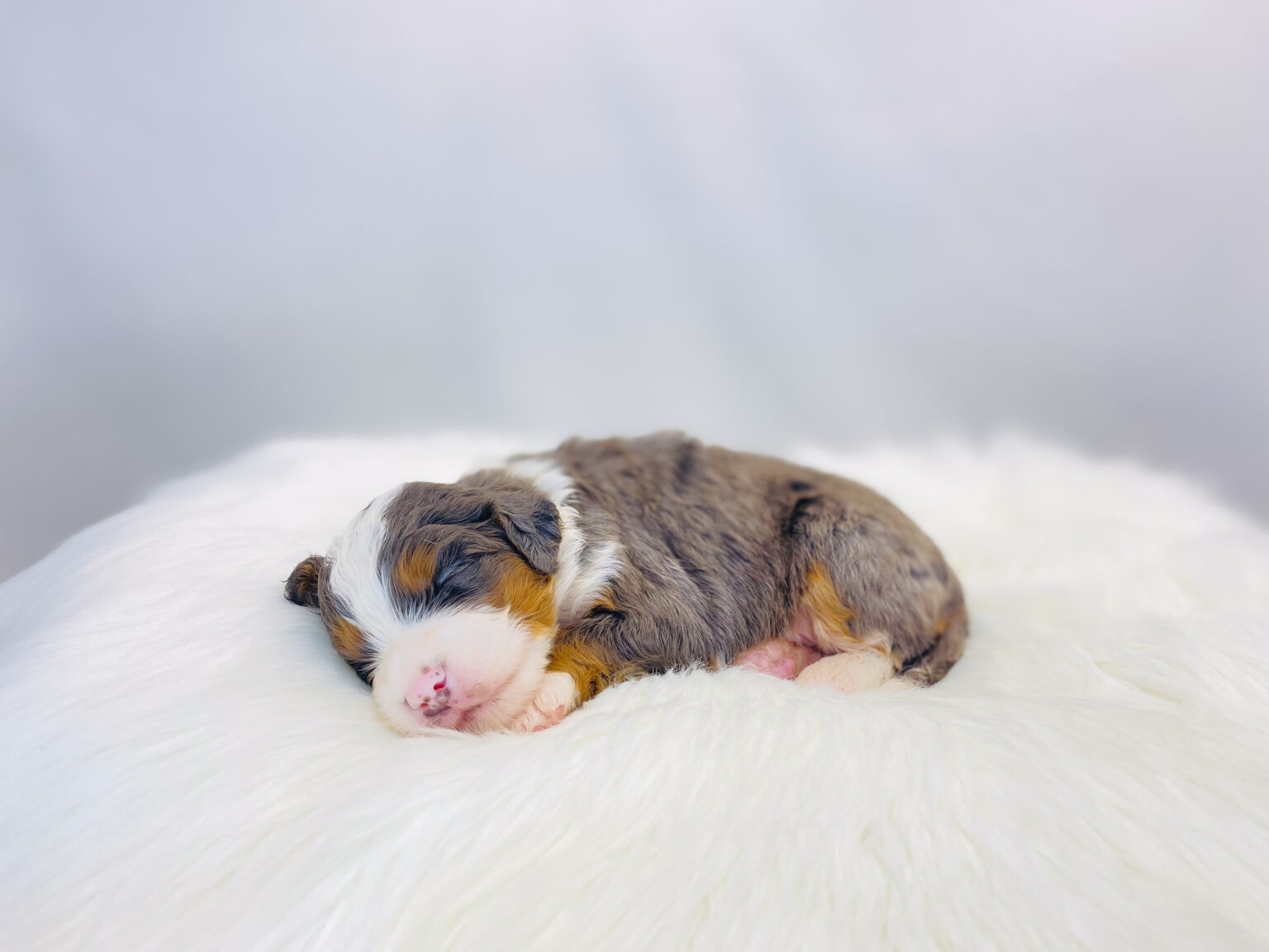 I am just a tiny baby and would love to join your family soon! Of course, you can’t see how cute and curly I will be when I get older, so the Dog Club will send updated photos when I am about 6 to 7 weeks old, if you choose to adopt me. Infant puppy deposits are refundable or transferrable.