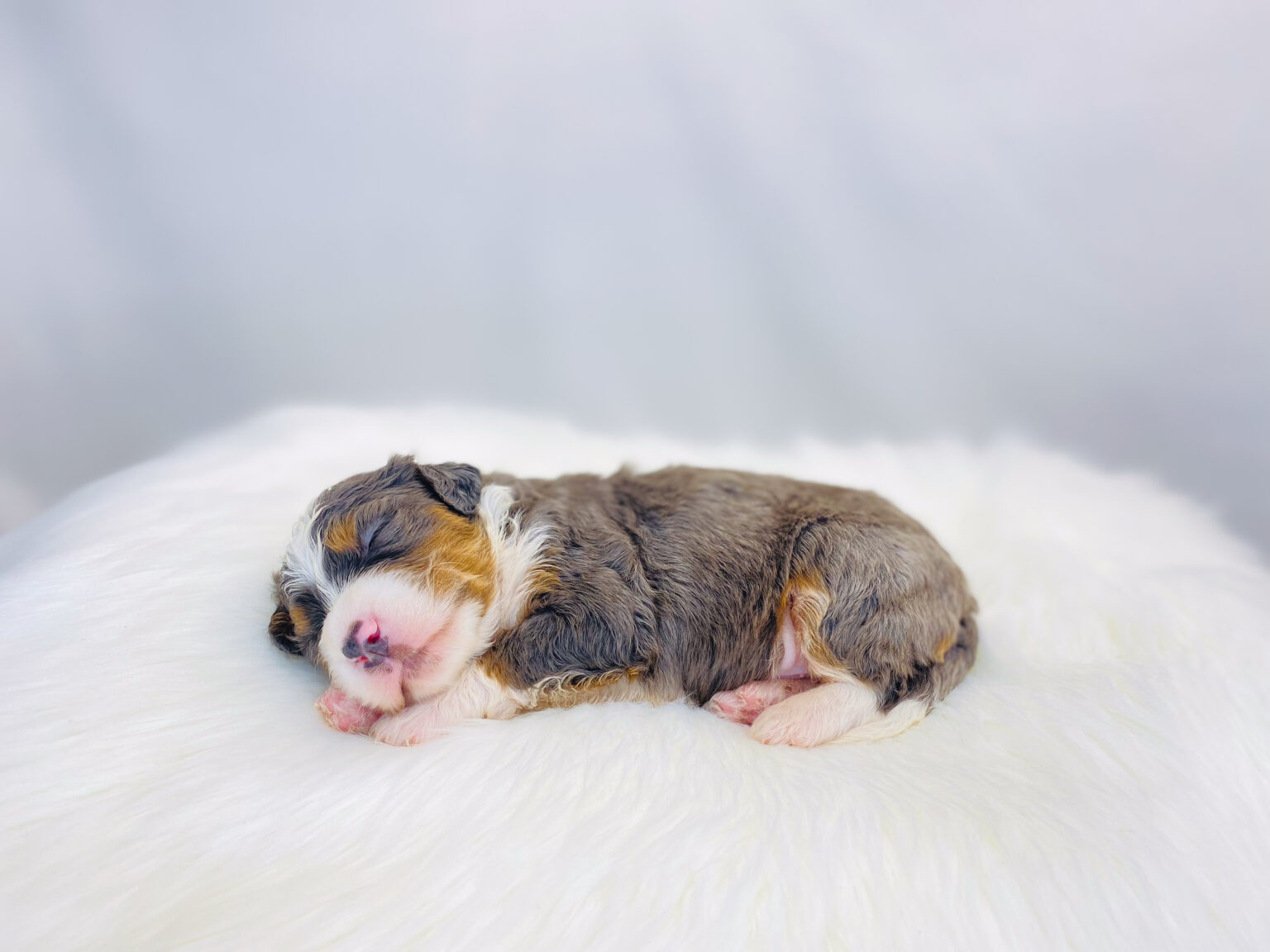 I am just a tiny baby and would love to join your family soon! Of course, you can’t see how cute and curly I will be when I get older, so the Dog Club will send updated photos when I am about 6 to 7 weeks old, if you choose to adopt me. Infant puppy deposits are refundable or transferrable.