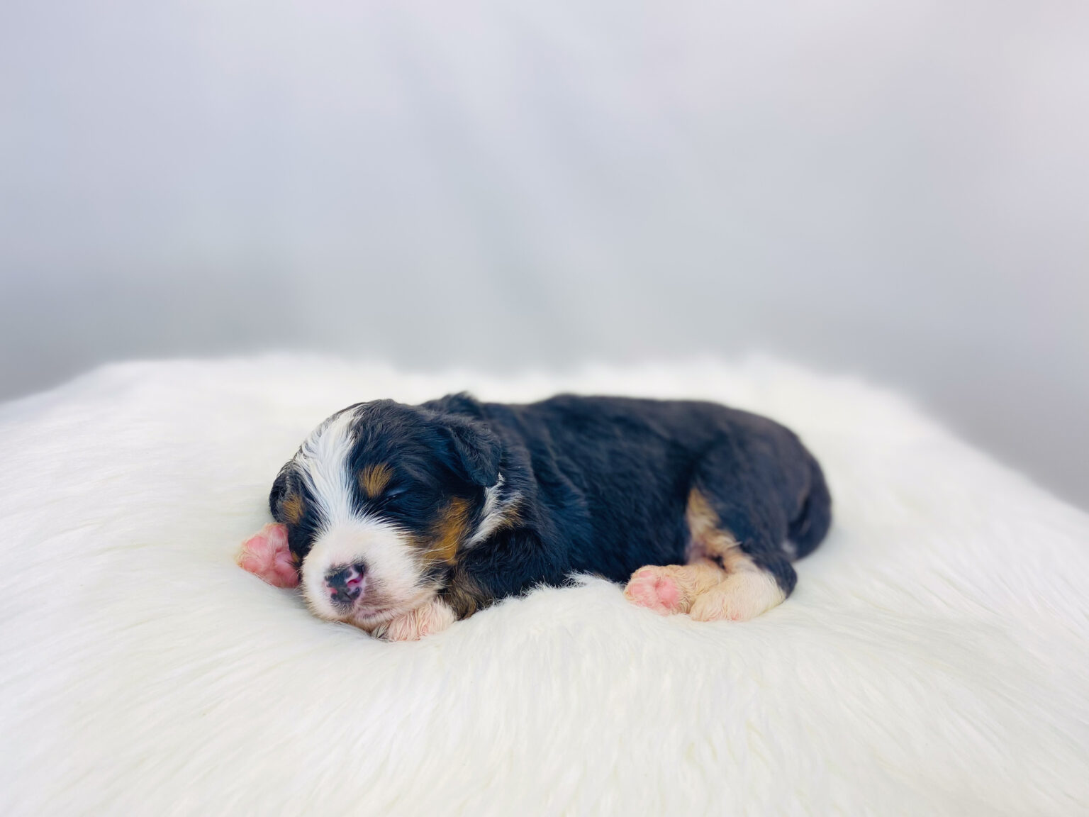 I am just a tiny baby and would love to join your family soon! Of course, you can’t see how cute and curly I will be when I get older, so the Dog Club will send updated photos when I am about 6 to 7 weeks old, if you choose to adopt me. Infant puppy deposits are refundable or transferrable.