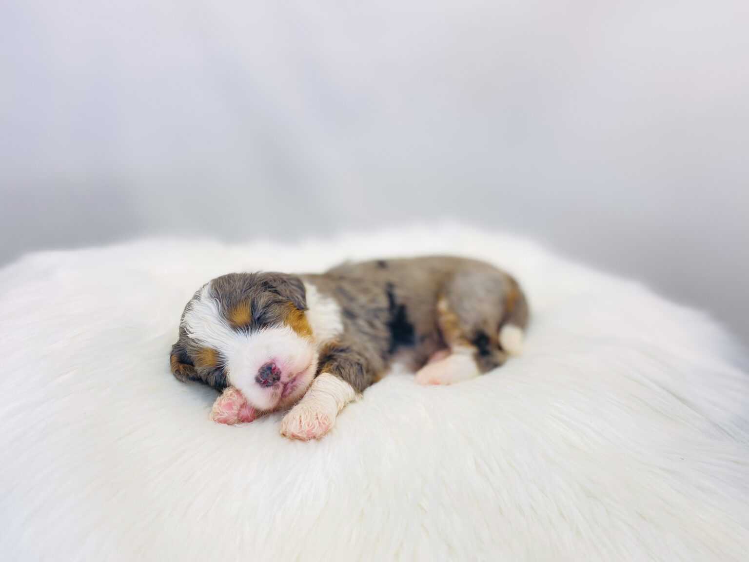 I am just a tiny baby and would love to join your family soon! Of course, you can’t see how cute and curly I will be when I get older, so the Dog Club will send updated photos when I am about 6 to 7 weeks old, if you choose to adopt me. Infant puppy deposits are refundable or transferrable.