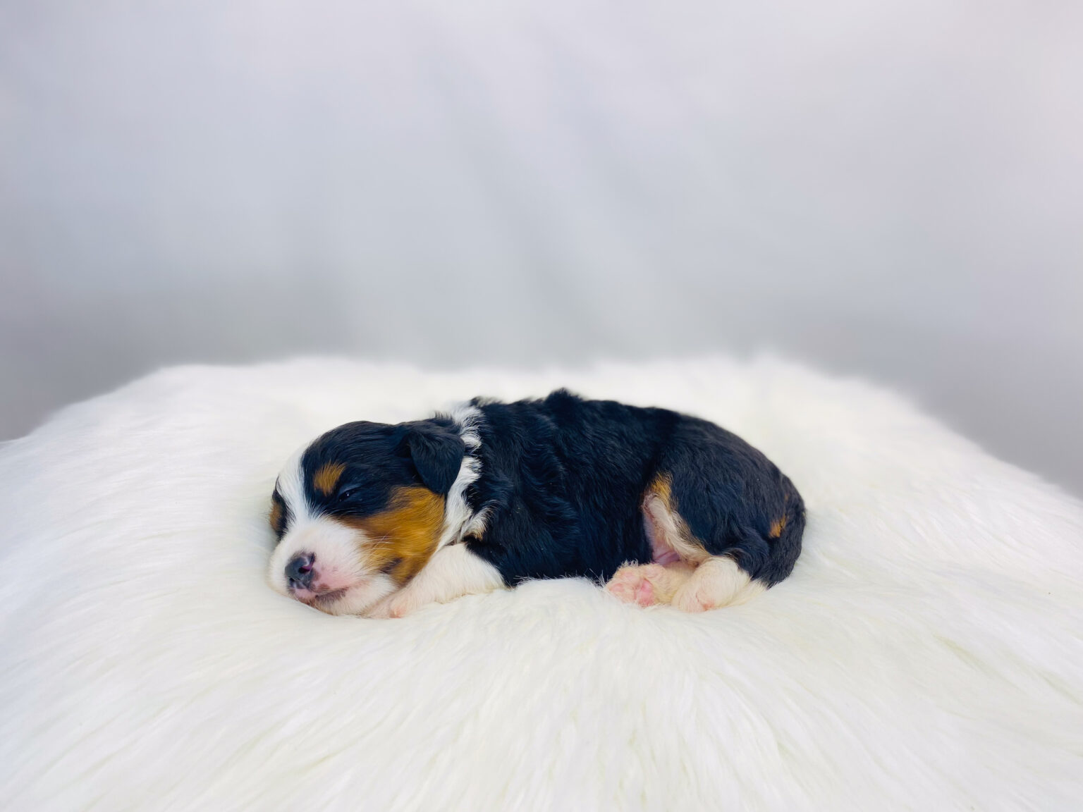 I am just a tiny baby and would love to join your family soon! Of course, you can’t see how cute and curly I will be when I get older, so the Dog Club will send updated photos when I am about 6 to 7 weeks old, if you choose to adopt me. Infant puppy deposits are refundable or transferrable.