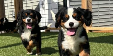 Who Actually Breeds Charlotte Dog Club Puppies? The Story Behind Every Pup