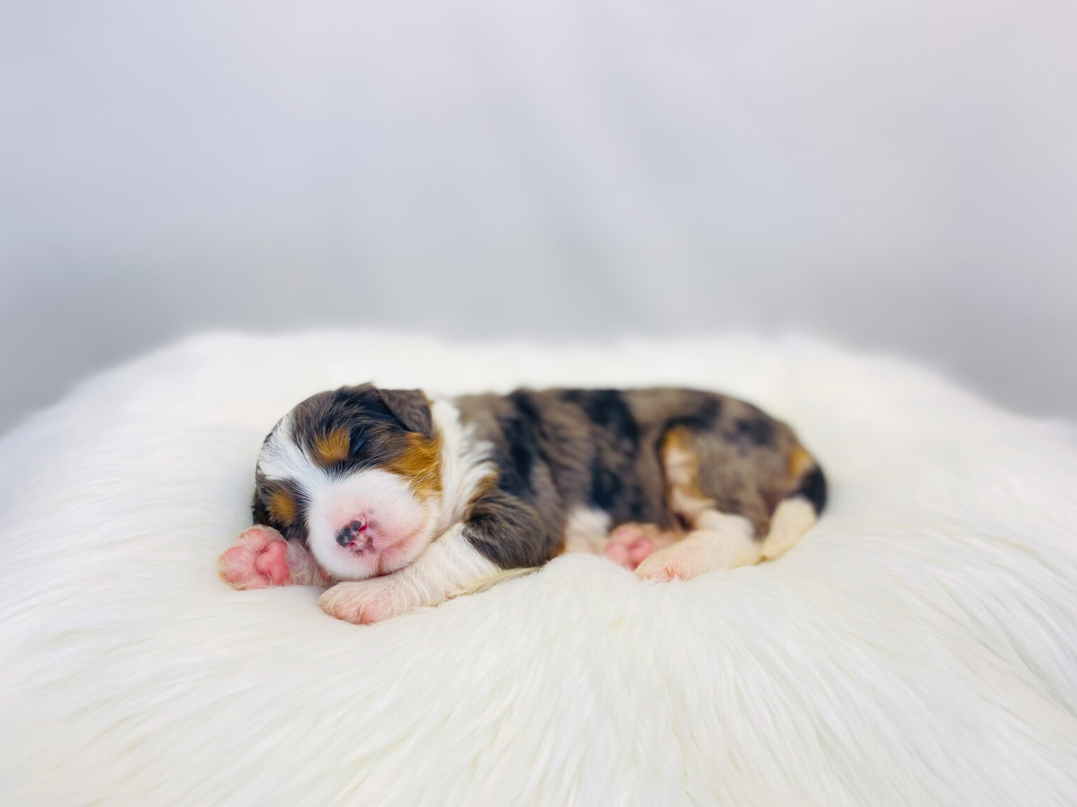 I am just a tiny baby and would love to join your family soon! Of course, you can’t see how cute and curly I will be when I get older, so the Dog Club will send updated photos when I am about 6 to 7 weeks old, if you choose to adopt me. Infant puppy deposits are refundable or transferrable.