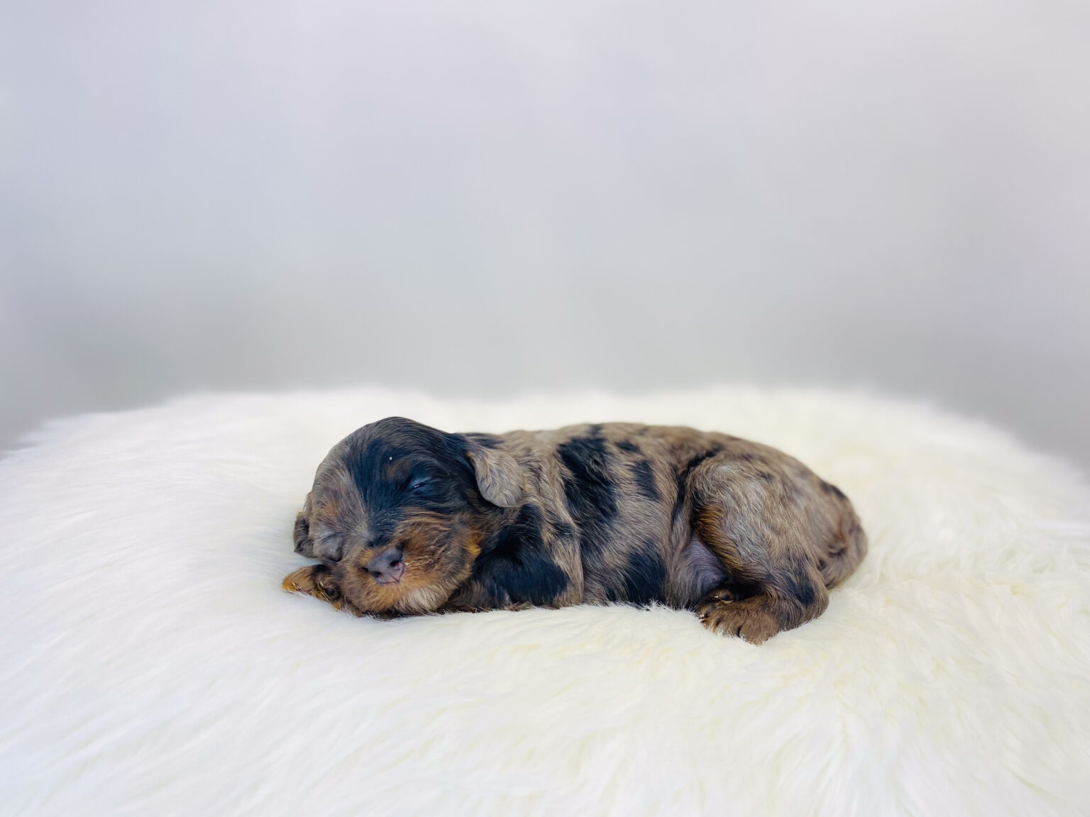 I am just a tiny baby and would love to join your family soon! Of course, you can’t see how cute and curly I will be when I get older, so the Dog Club will send updated photos when I am about 6 to 7 weeks old, if you choose to adopt me. Infant puppy deposits are refundable or transferrable.