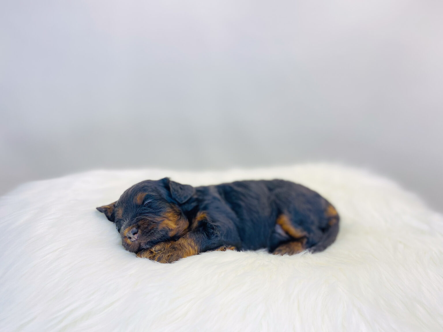 I am just a tiny baby and would love to join your family soon! Of course, you can’t see how cute and curly I will be when I get older, so the Dog Club will send updated photos when I am about 6 to 7 weeks old, if you choose to adopt me. Infant puppy deposits are refundable or transferrable.