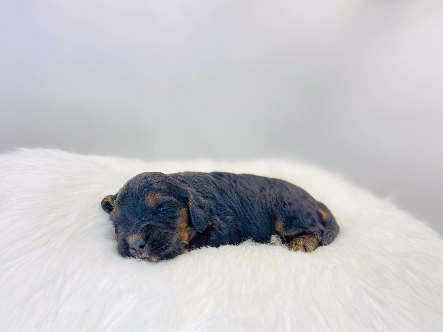 I am just a tiny baby and would love to join your family soon! Of course, you can’t see how cute and curly I will be when I get older, so the Dog Club will send updated photos when I am about 6 to 7 weeks old, if you choose to adopt me. Infant puppy deposits are refundable or transferrable.