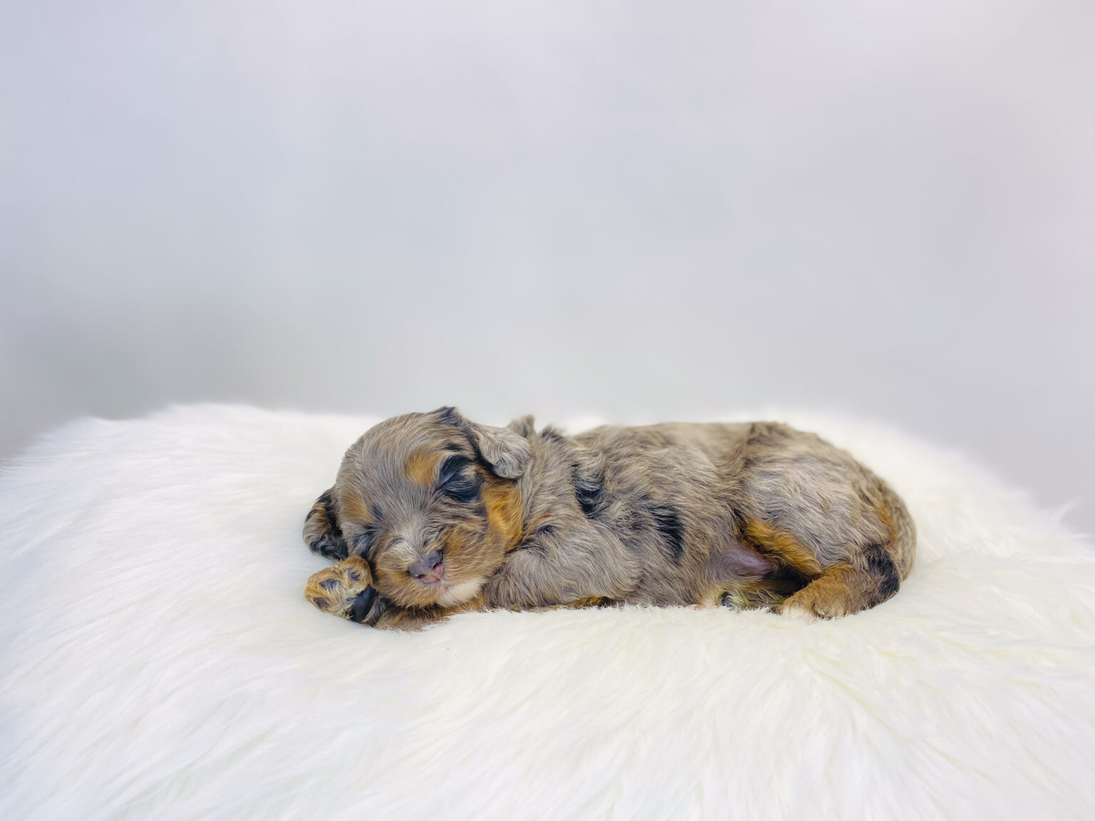 I am just a tiny baby and would love to join your family soon! Of course, you can’t see how cute and curly I will be when I get older, so the Dog Club will send updated photos when I am about 6 to 7 weeks old, if you choose to adopt me. Infant puppy deposits are refundable or transferrable.