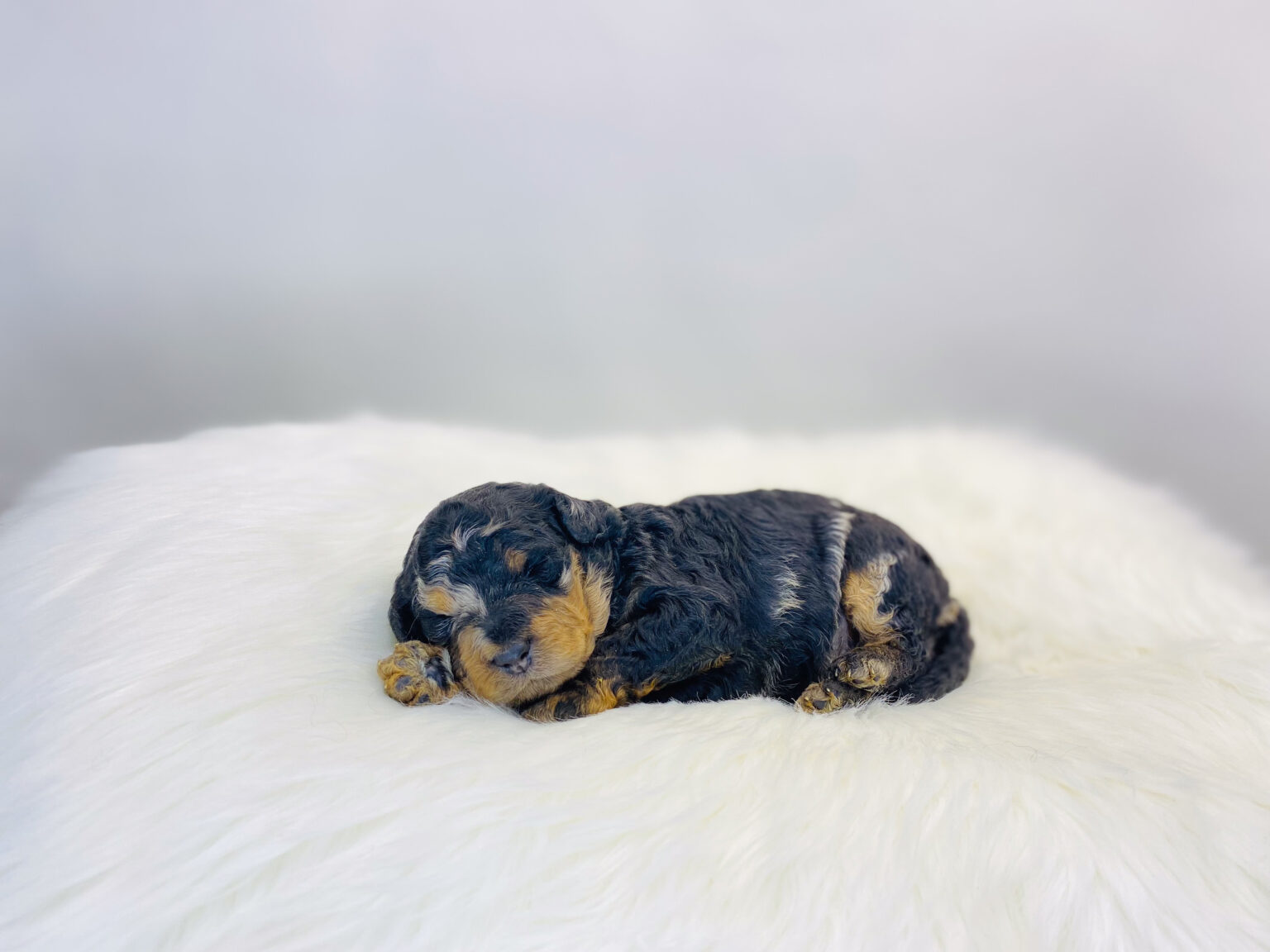 I am just a tiny baby and would love to join your family soon! Of course, you can’t see how cute and curly I will be when I get older, so the Dog Club will send updated photos when I am about 6 to 7 weeks old, if you choose to adopt me. Infant puppy deposits are refundable or transferrable.