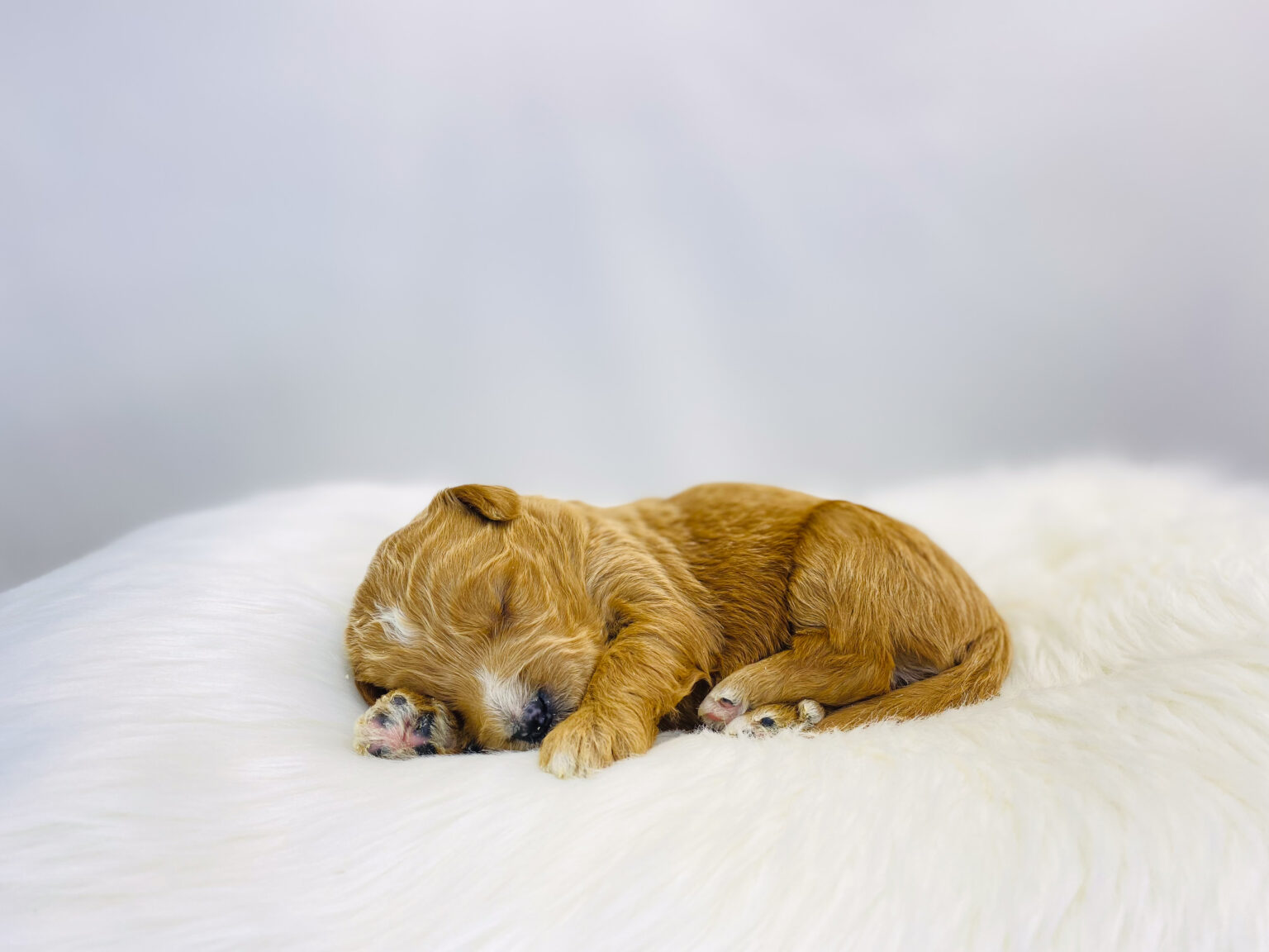 I am just a tiny baby and would love to join your family soon! Of course, you can’t see how cute and curly I will be when I get older, so the Dog Club will send updated photos when I am about 6 to 7 weeks old, if you choose to adopt me. Infant puppy deposits are refundable or transferrable.