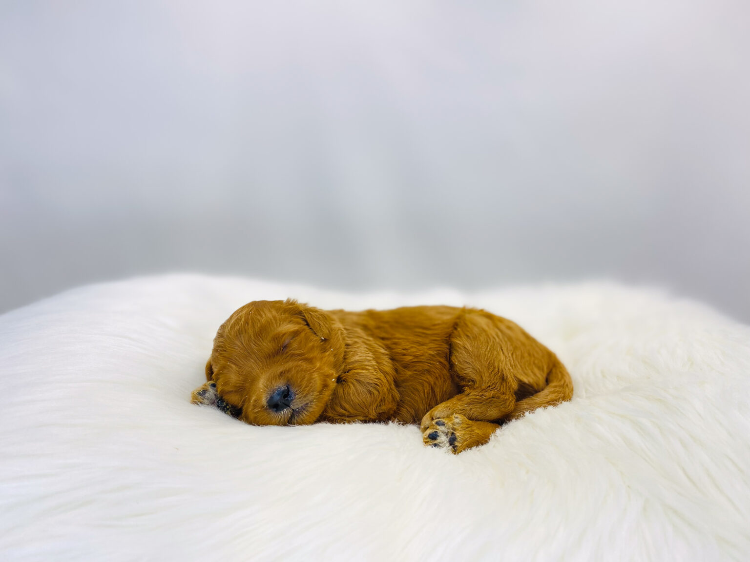 I am just a tiny baby and would love to join your family soon! Of course, you can’t see how cute and curly I will be when I get older, so the Dog Club will send updated photos when I am about 6 to 7 weeks old, if you choose to adopt me. Infant puppy deposits are refundable or transferrable.