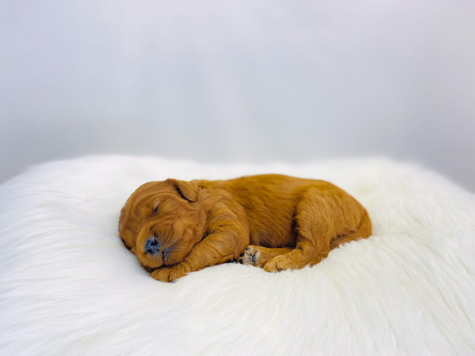 I am just a tiny baby and would love to join your family soon! Of course, you can’t see how cute and curly I will be when I get older, so the Dog Club will send updated photos when I am about 6 to 7 weeks old, if you choose to adopt me. Infant puppy deposits are refundable or transferrable.