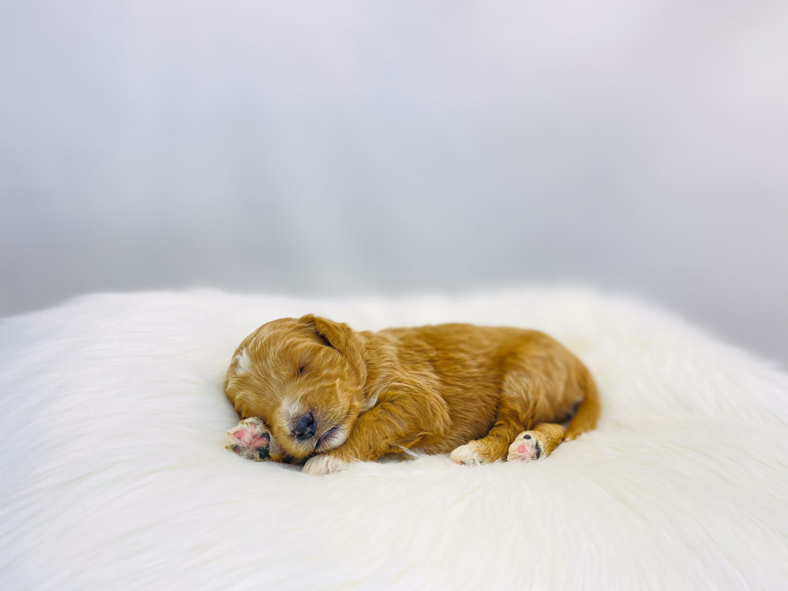 I am just a tiny baby and would love to join your family soon! Of course, you can’t see how cute and curly I will be when I get older, so the Dog Club will send updated photos when I am about 6 to 7 weeks old, if you choose to adopt me. Infant puppy deposits are refundable or transferrable.