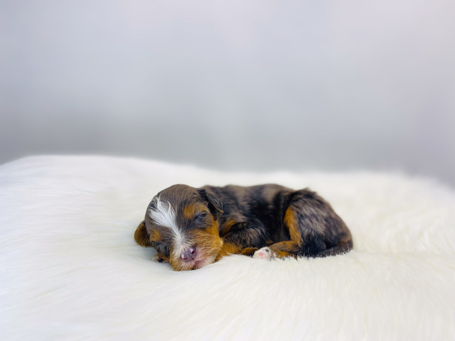 I am just a tiny baby and would love to join your family soon! Of course, you can’t see how cute and curly I will be when I get older, so the Dog Club will send updated photos when I am about 6 to 7 weeks old, if you choose to adopt me. Infant puppy deposits are refundable or transferrable.
