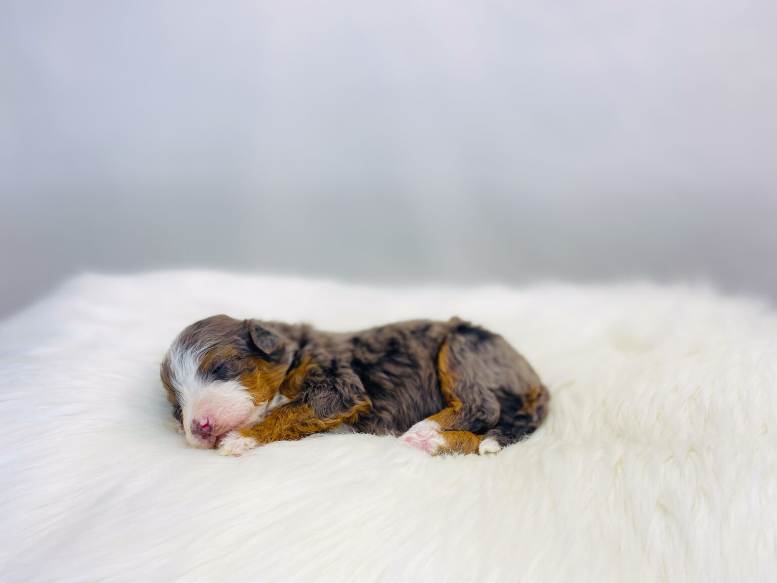 I am just a tiny baby and would love to join your family soon! Of course, you can’t see how cute and curly I will be when I get older, so the Dog Club will send updated photos when I am about 6 to 7 weeks old, if you choose to adopt me. Infant puppy deposits are refundable or transferrable.