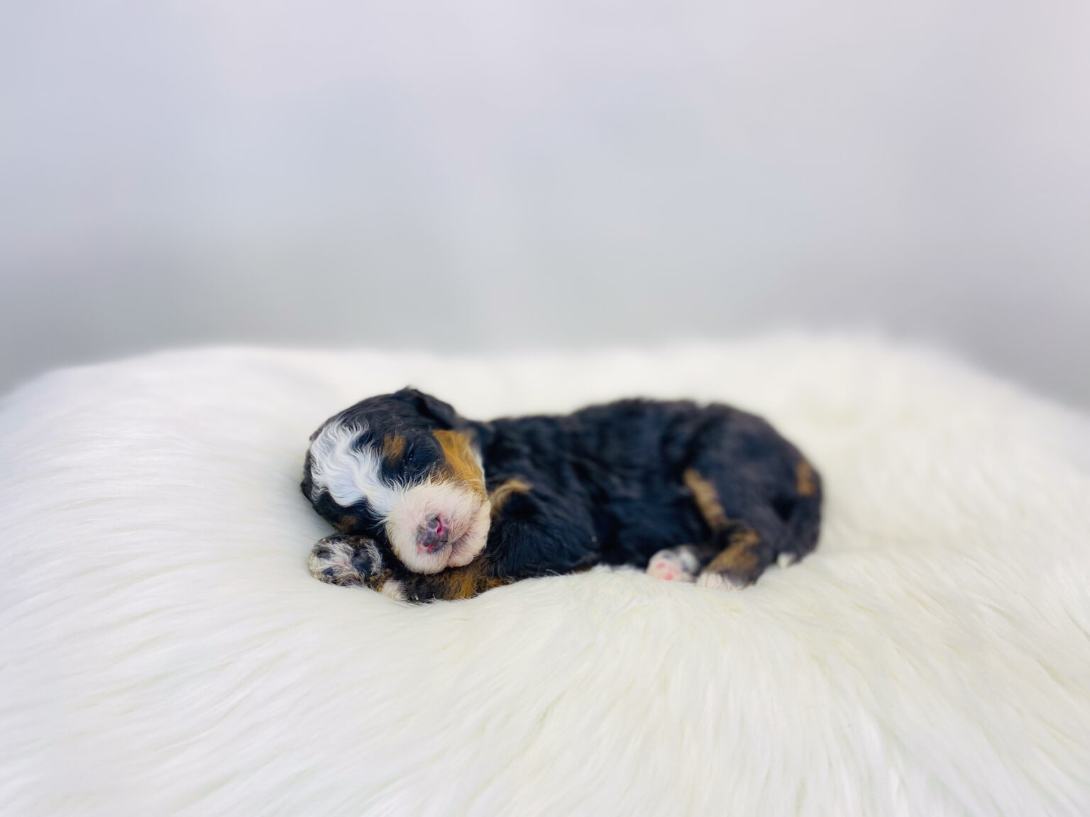 I am just a tiny baby and would love to join your family soon! Of course, you can’t see how cute and curly I will be when I get older, so the Dog Club will send updated photos when I am about 6 to 7 weeks old, if you choose to adopt me. Infant puppy deposits are refundable or transferrable.