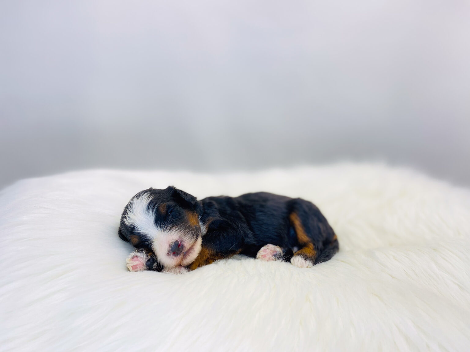 I am just a tiny baby and would love to join your family soon! Of course, you can’t see how cute and curly I will be when I get older, so the Dog Club will send updated photos when I am about 6 to 7 weeks old, if you choose to adopt me. Infant puppy deposits are refundable or transferrable.