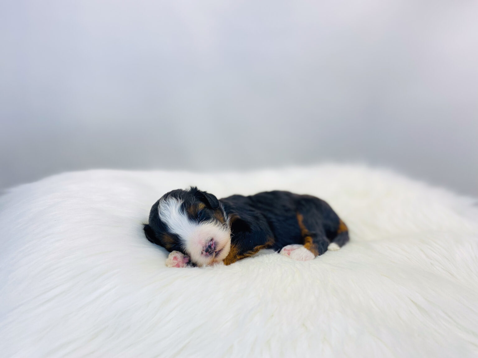 I am just a tiny baby and would love to join your family soon! Of course, you can’t see how cute and curly I will be when I get older, so the Dog Club will send updated photos when I am about 6 to 7 weeks old, if you choose to adopt me. Infant puppy deposits are refundable or transferrable.