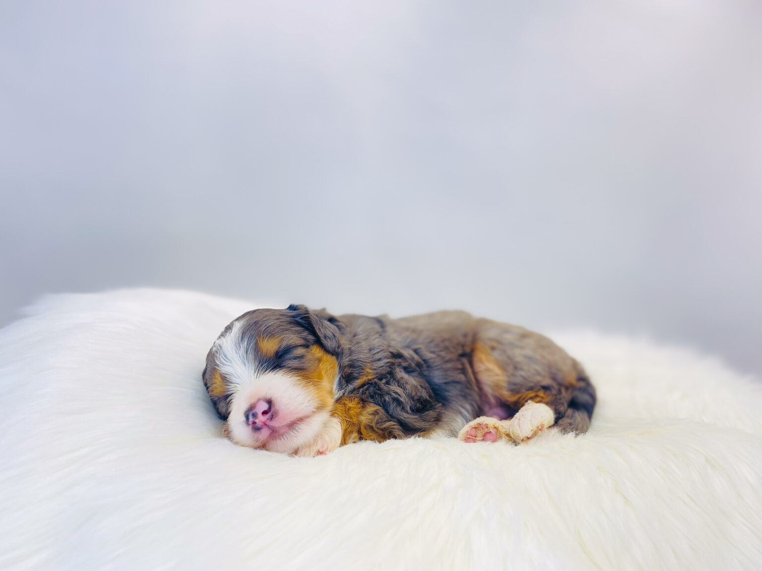 I am just a tiny baby and would love to join your family soon! Of course, you can’t see how cute and curly I will be when I get older, so the Dog Club will send updated photos when I am about 6 to 7 weeks old, if you choose to adopt me. Infant puppy deposits are refundable or transferrable.