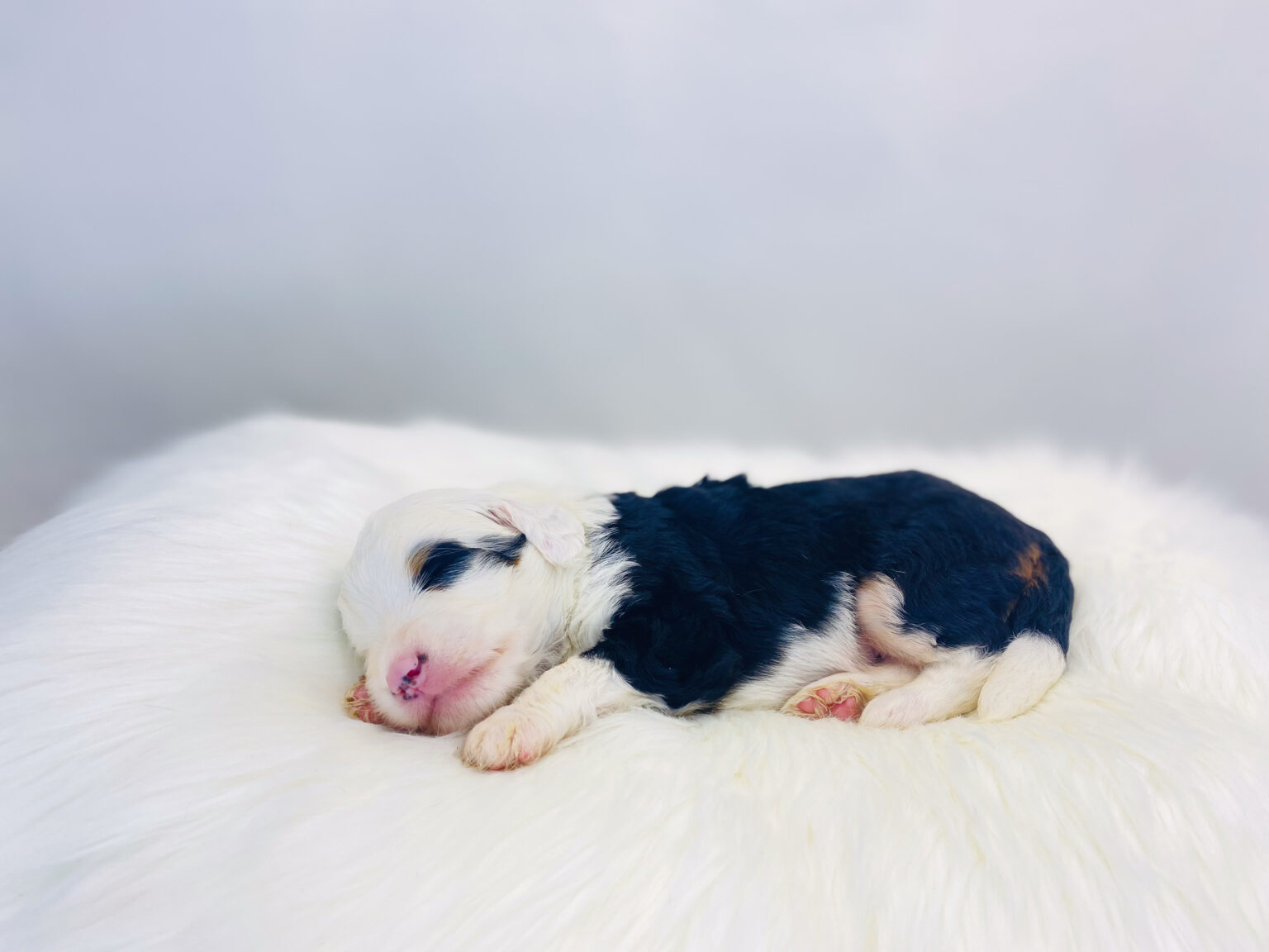 I am just a tiny baby and would love to join your family soon! Of course, you can’t see how cute and curly I will be when I get older, so the Dog Club will send updated photos when I am about 6 to 7 weeks old, if you choose to adopt me. Infant puppy deposits are refundable or transferrable.