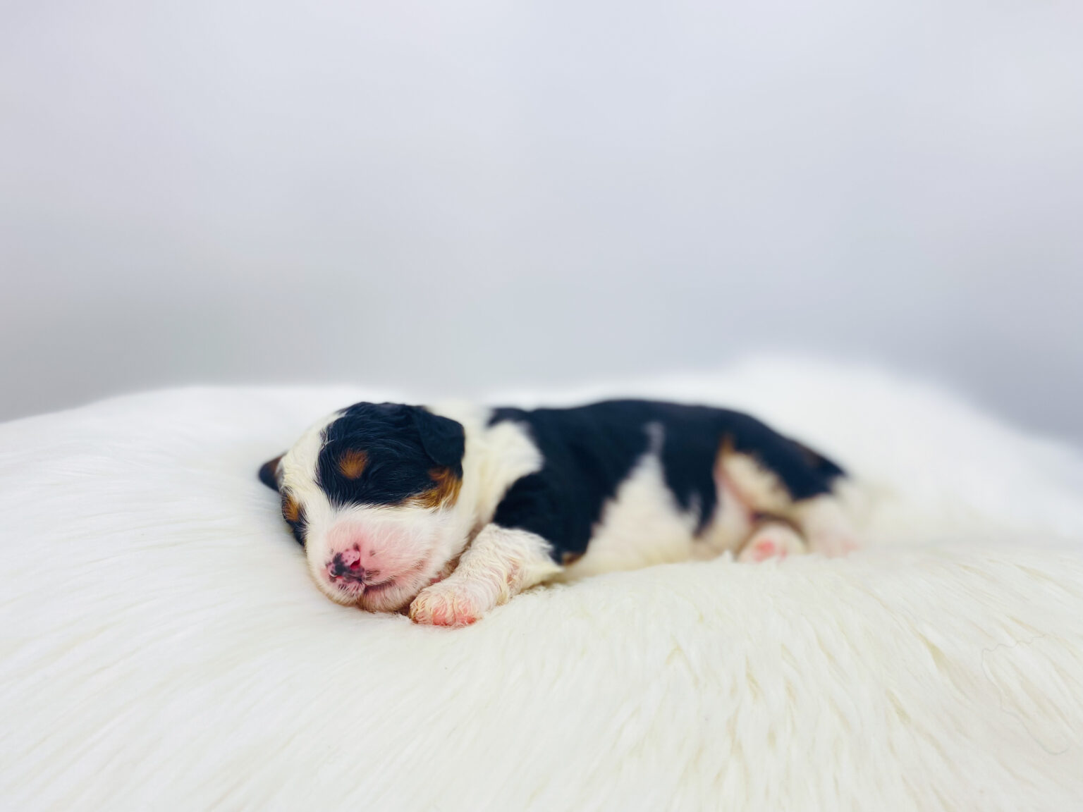 I am just a tiny baby and would love to join your family soon! Of course, you can’t see how cute and curly I will be when I get older, so the Dog Club will send updated photos when I am about 6 to 7 weeks old, if you choose to adopt me. Infant puppy deposits are refundable or transferrable.
