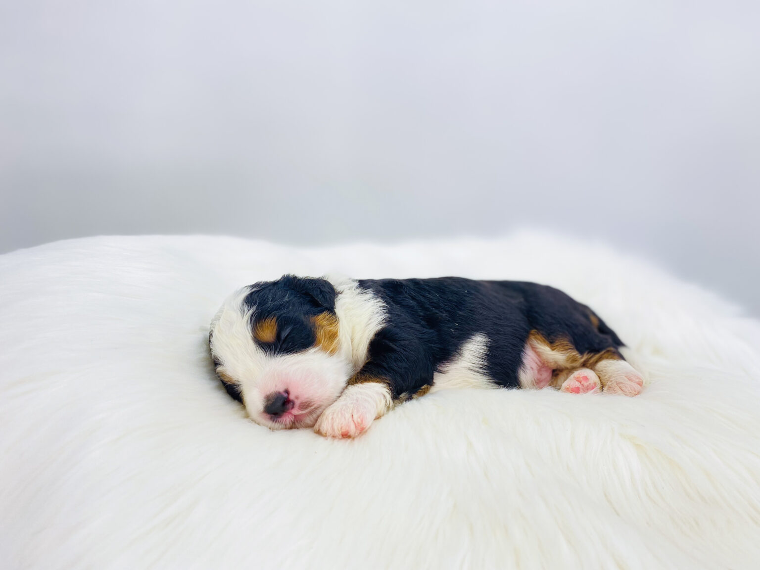 I am just a tiny baby and would love to join your family soon! Of course, you can’t see how cute and curly I will be when I get older, so the Dog Club will send updated photos when I am about 6 to 7 weeks old, if you choose to adopt me. Infant puppy deposits are refundable or transferrable.