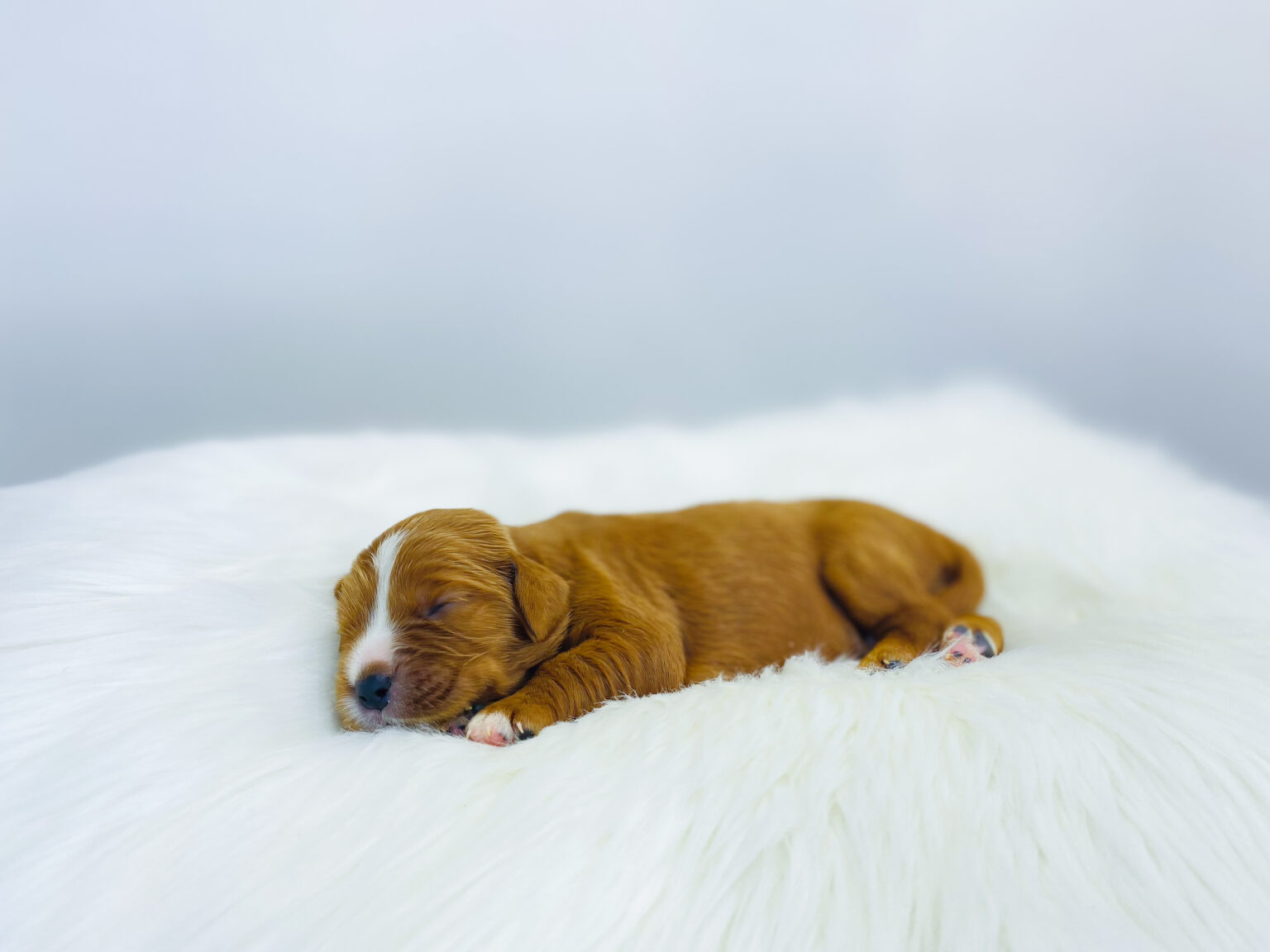 I am just a tiny baby and would love to join your family soon! Of course, you can’t see how cute and curly I will be when I get older, so the Dog Club will send updated photos when I am about 6 to 7 weeks old, if you choose to adopt me. Infant puppy deposits are refundable or transferrable.